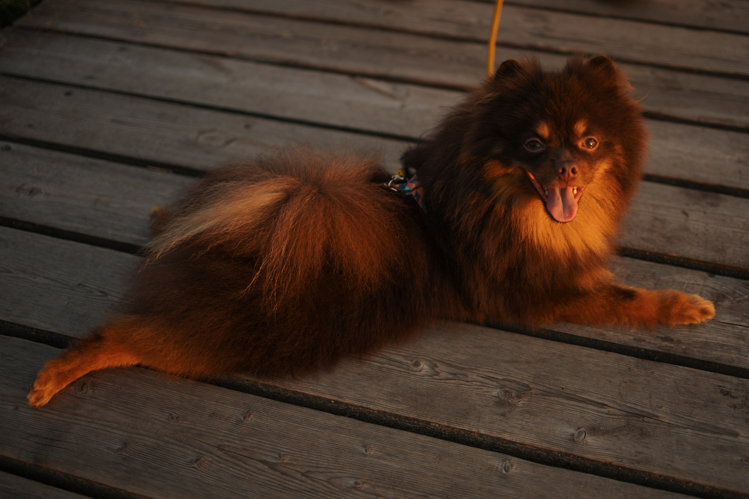 Сапфир и его семья. Фотограф-анималист в Санкт-Петеребурге Титова Алиса