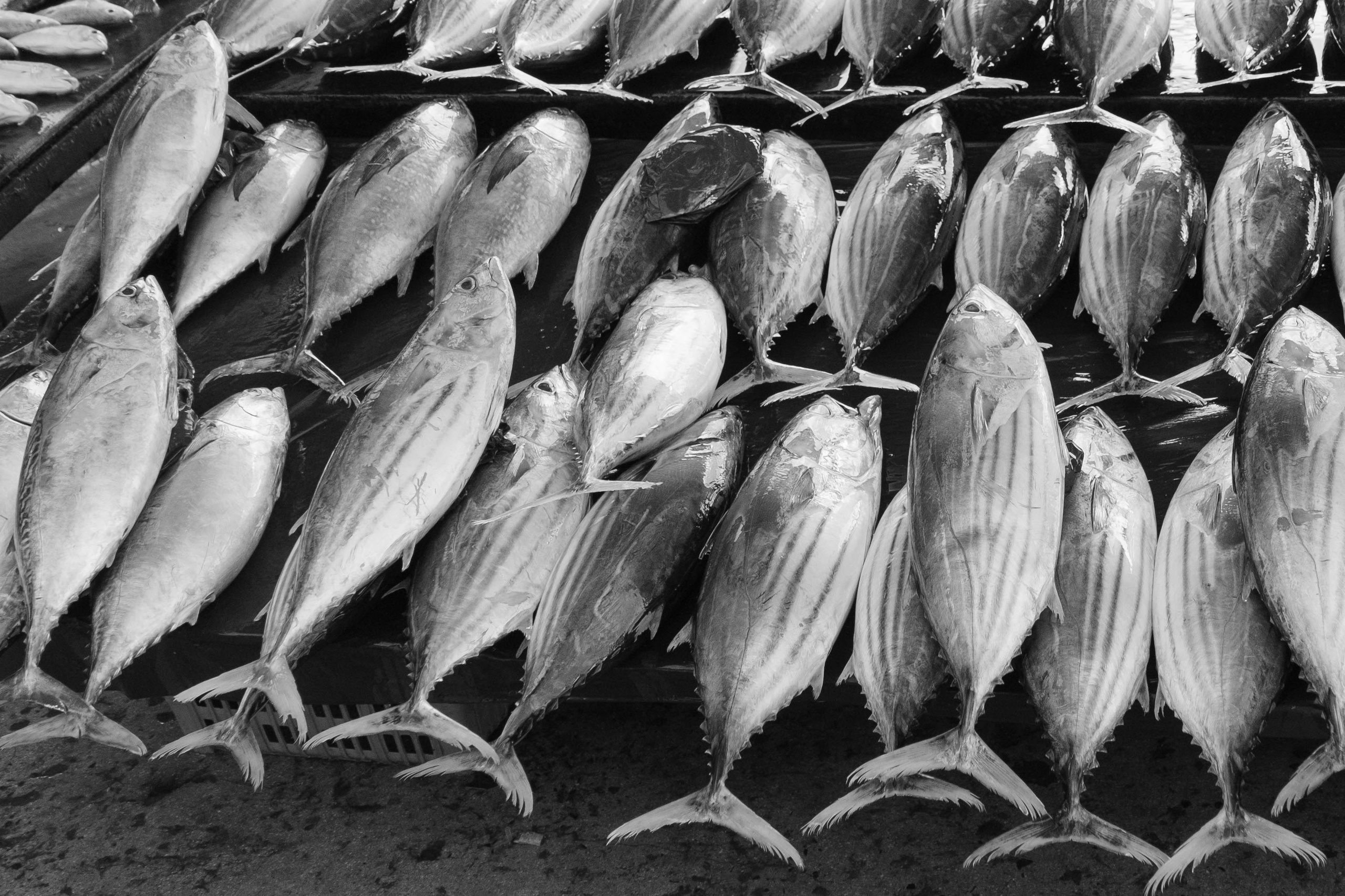 Остров Борнео, город Семпорна. Причал и рынок. Фотографии из путешествий