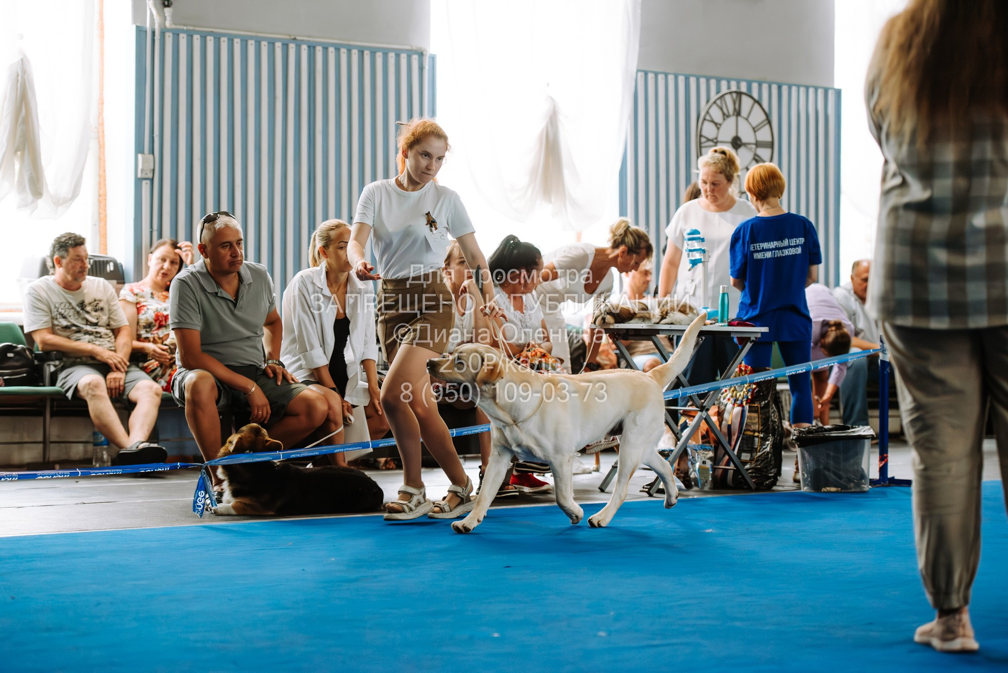 Национальная выставка собак всех пород ранга САС-IKU «Кубок Красноярск. Фотограф Диана Оленина Красноярск / Братск
