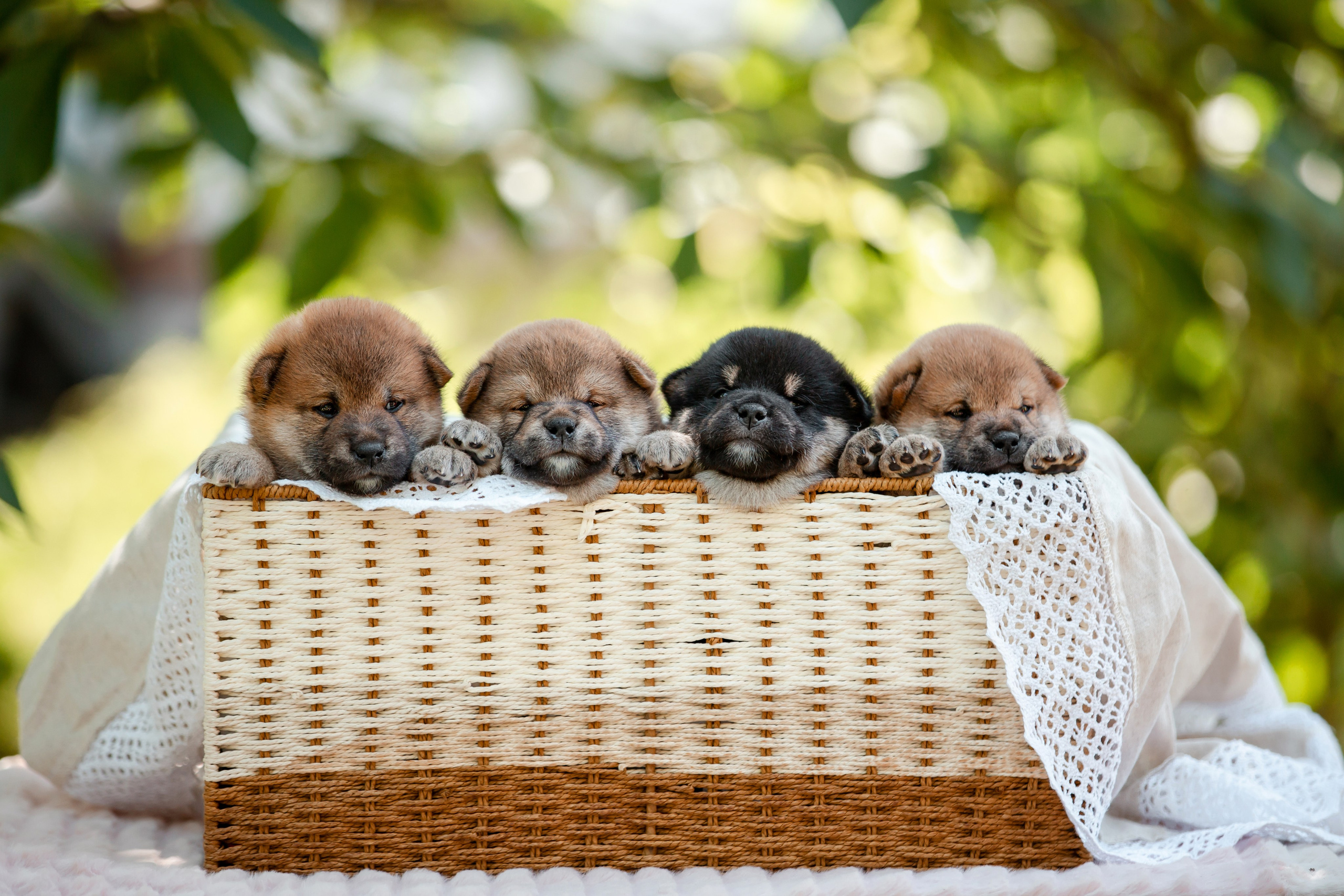 Фотосъёмка щенков. Фотограф-анималист в Краснодаре Маша Мельникова