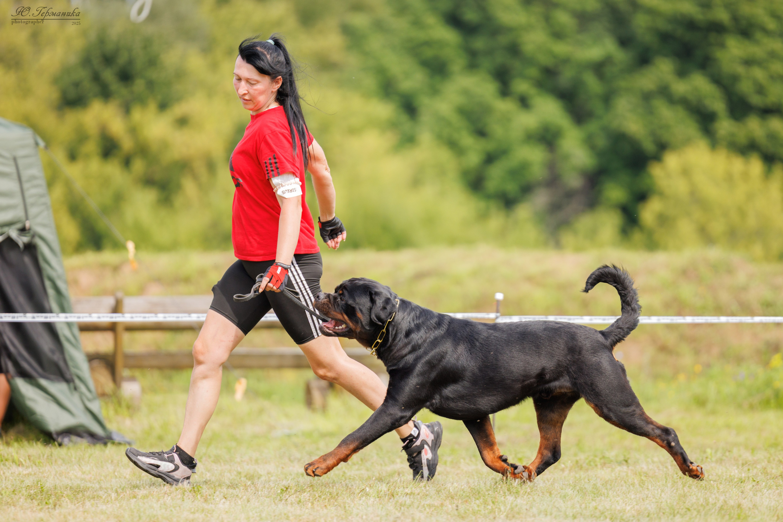 Рязань 2хмоно ротвейлеры 16-17.08.2025. Фотограф-анималист Юлия Германика