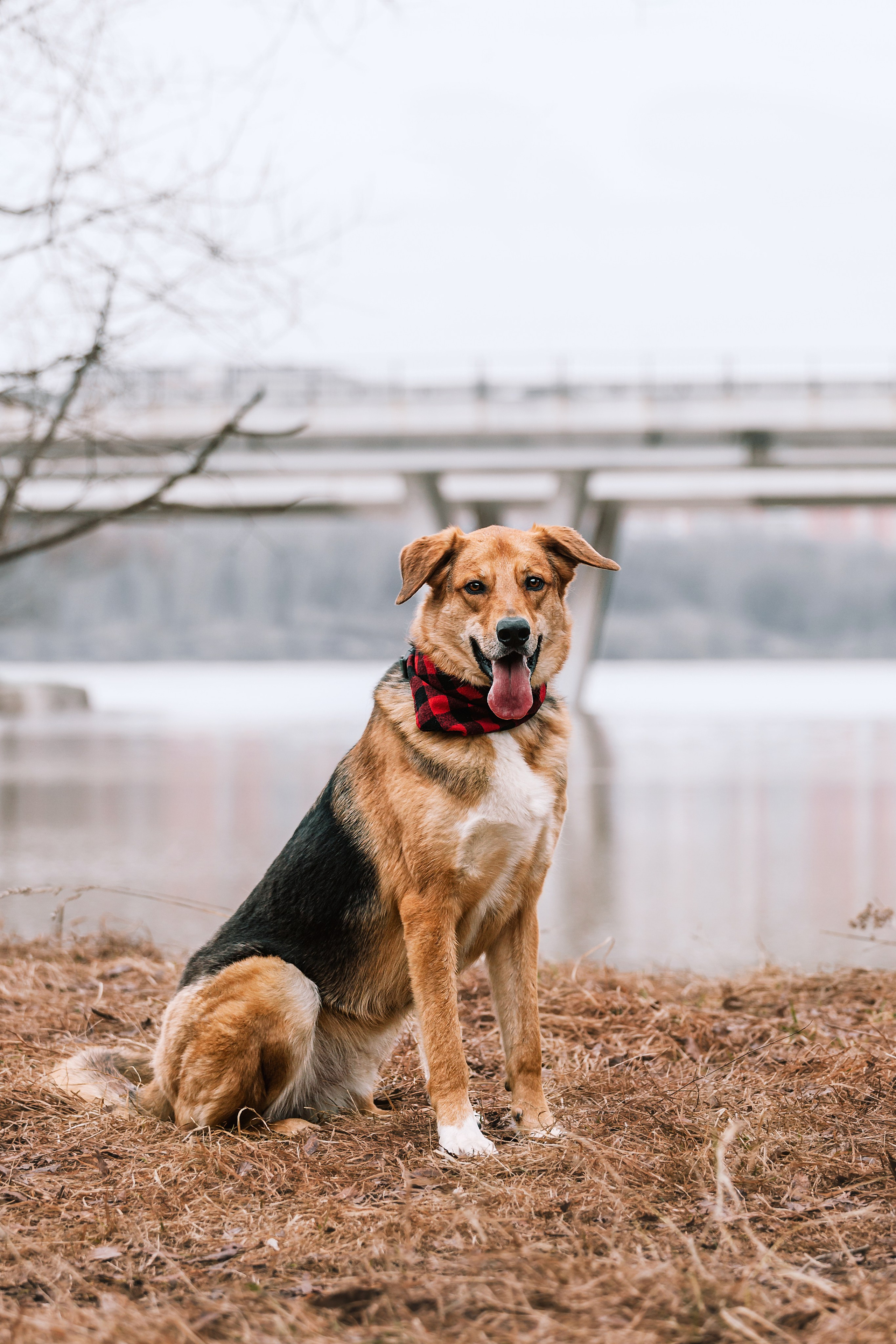 Трэвис и Валли 2024. Фотограф-анималист Татьяна Степанова