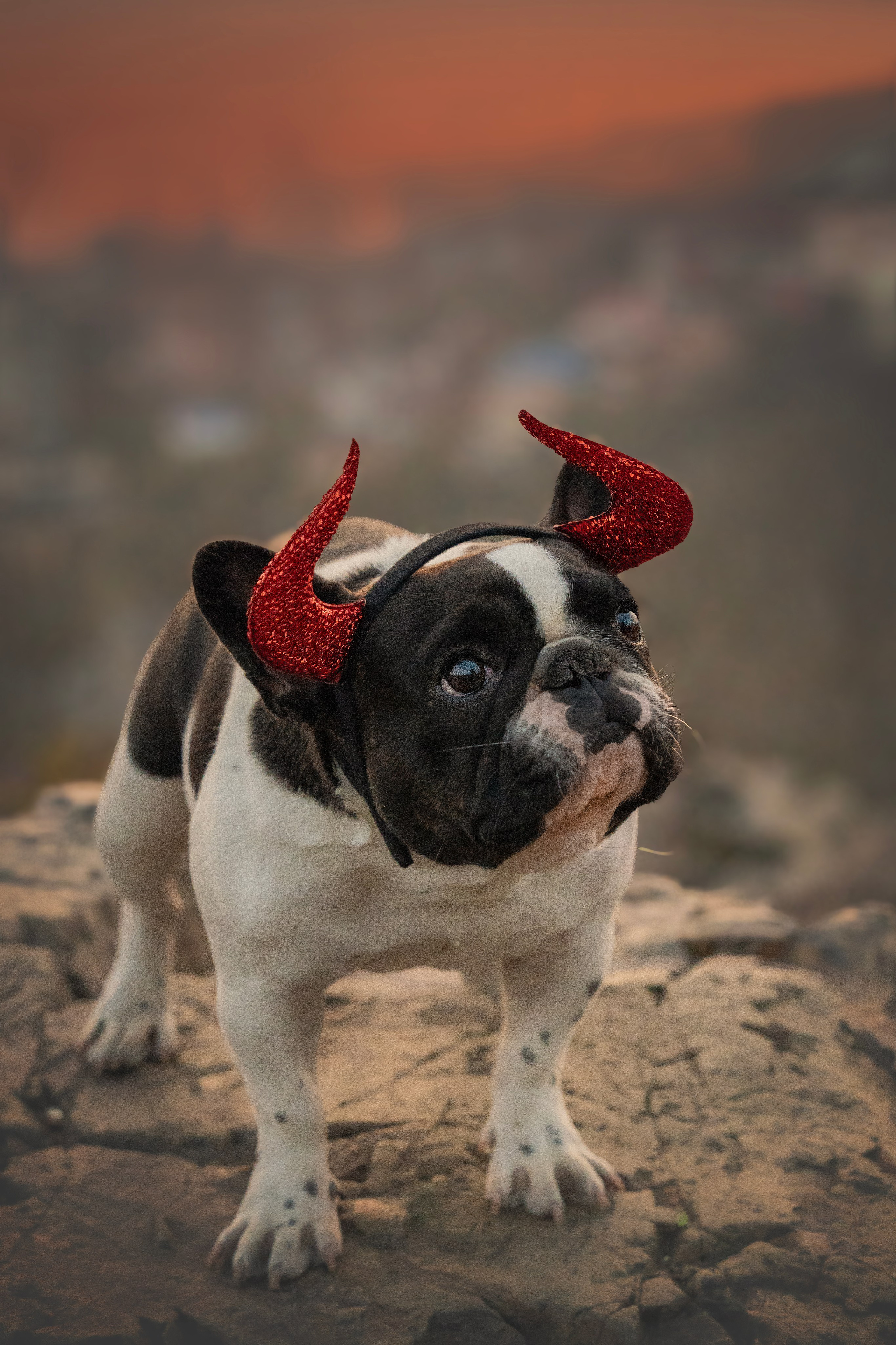 «Булочный» Фото день. Семейный фотограф анималист г. Находка