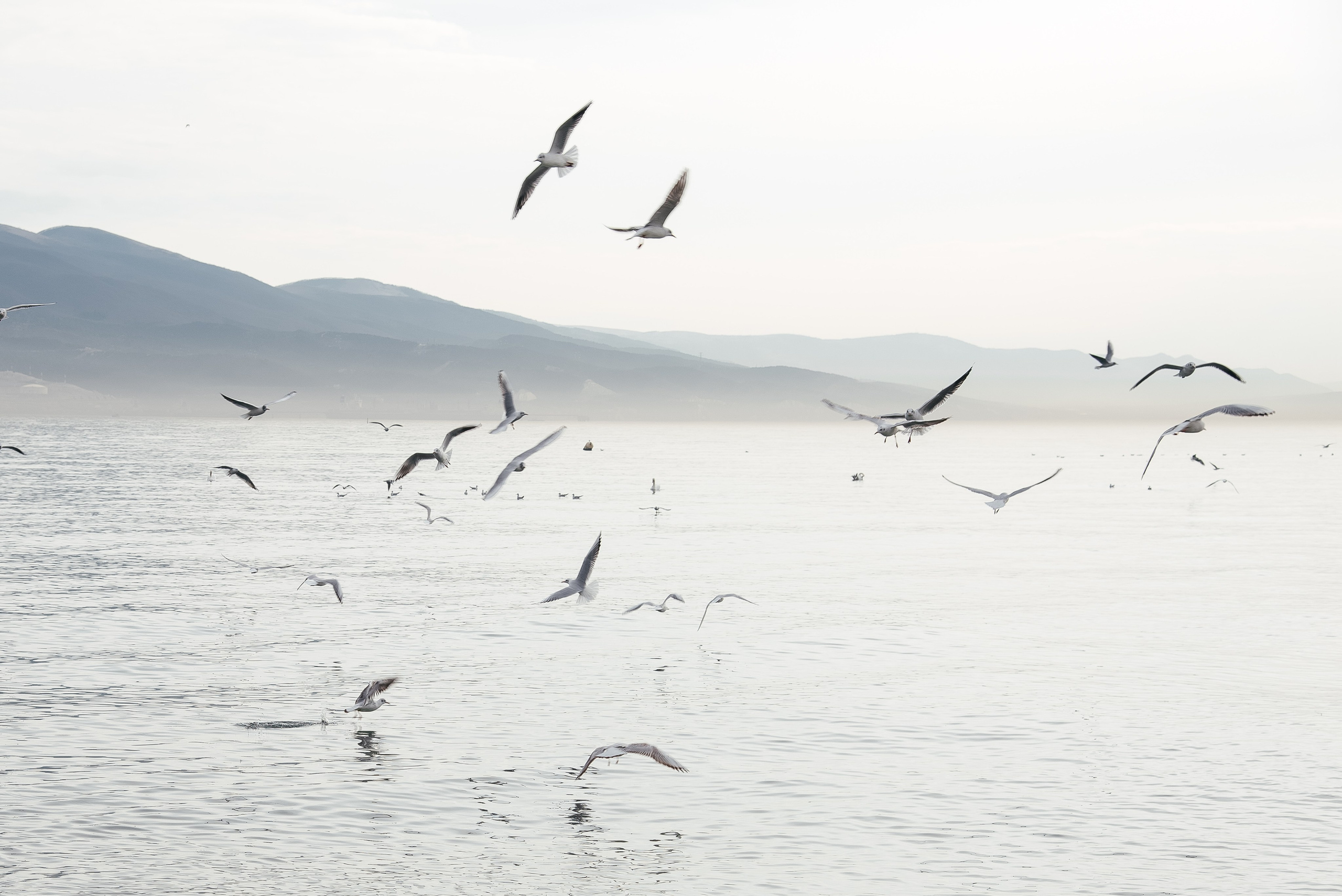 Чайки. Портретный и семейный фотограф в Геленджике Таня Ходова