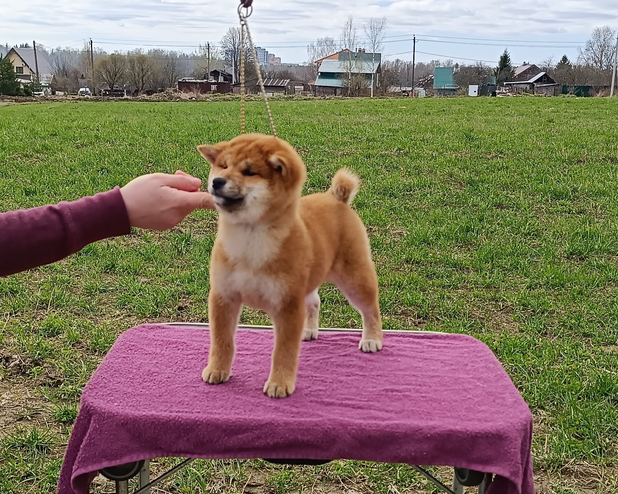 Сиба Rubylight Ellis питомник Рубилайт 