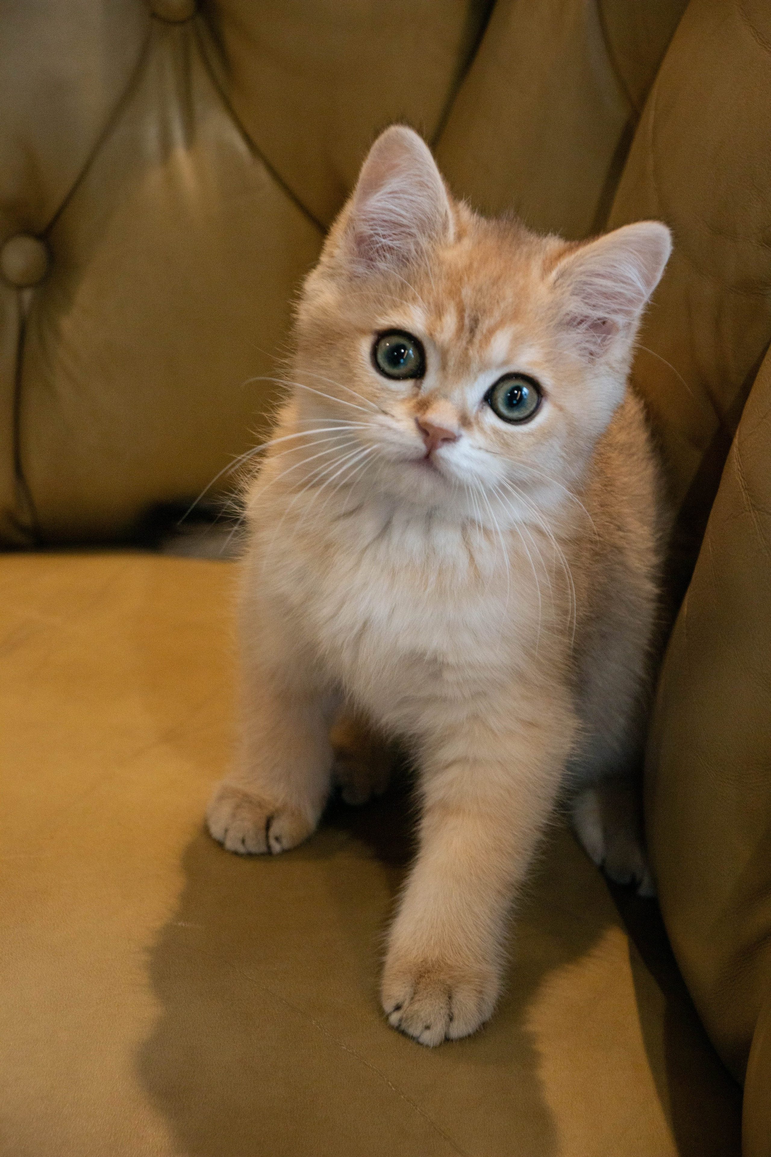 MILANA & RUFUS. Бережно сохраняю ваши чувства и истории на своих фотографиях