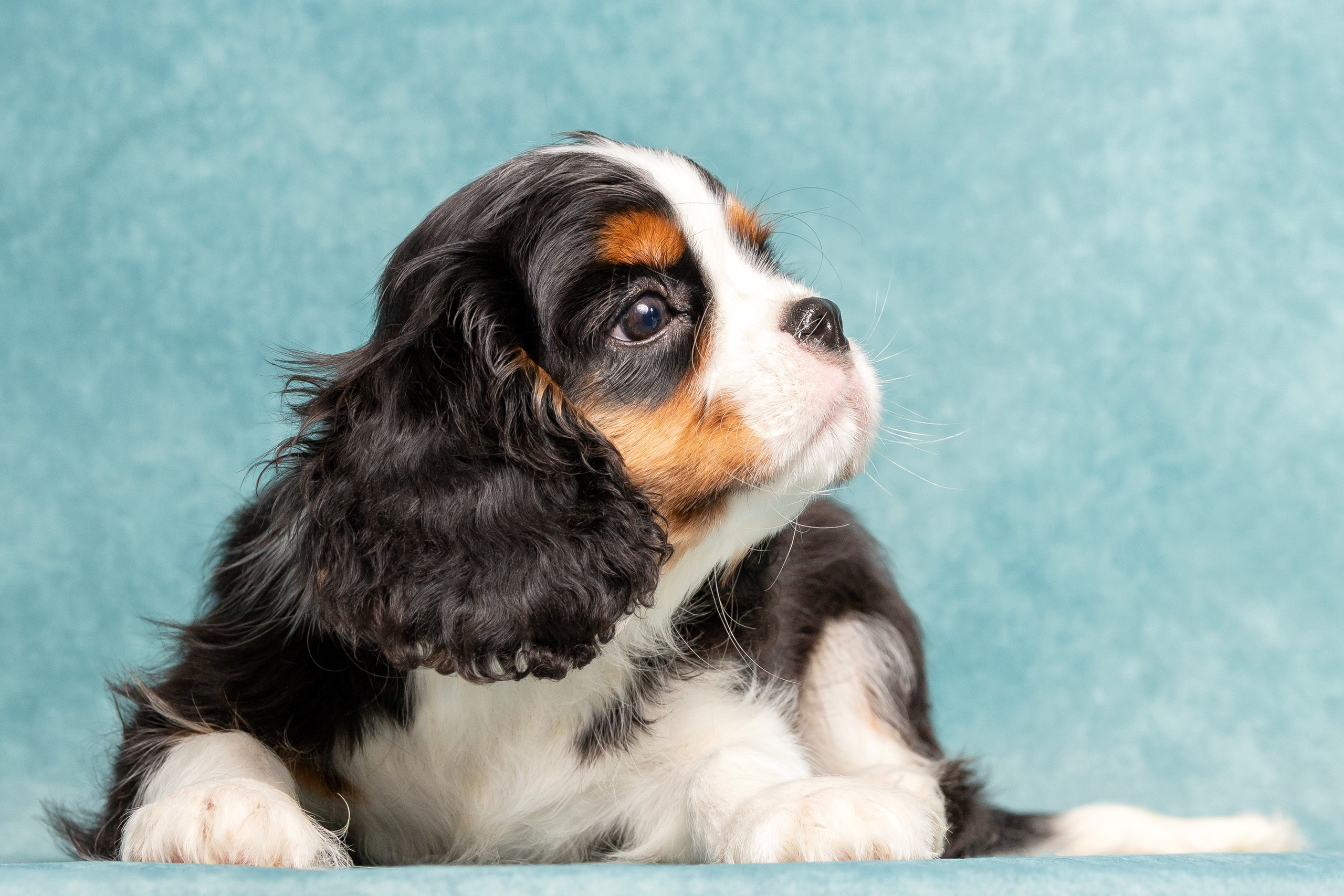 Кавалер Кинг Чарльз спаниель. Юлия Микульская. Рыбинск