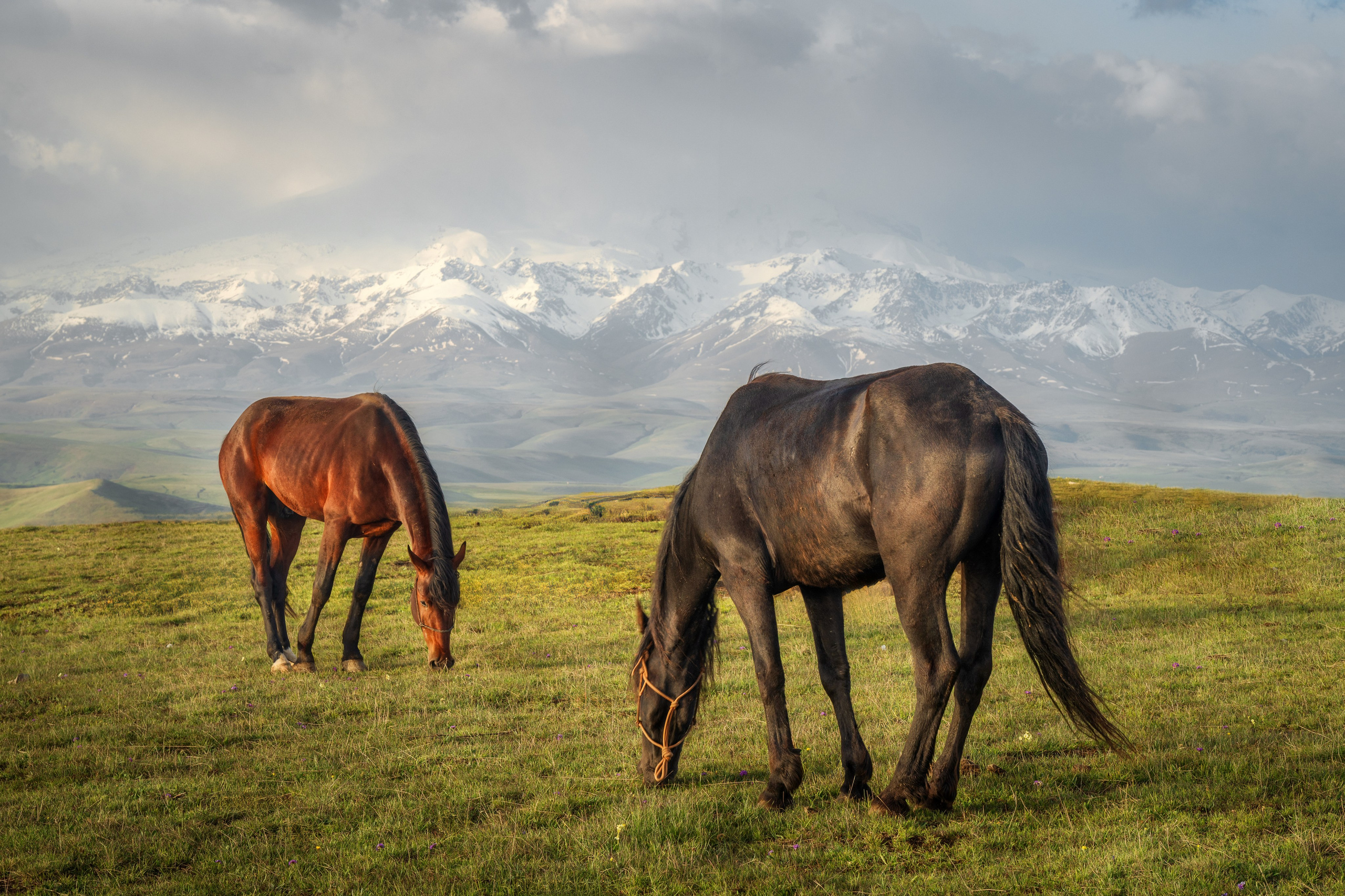 Кони пасутся на фоне гор