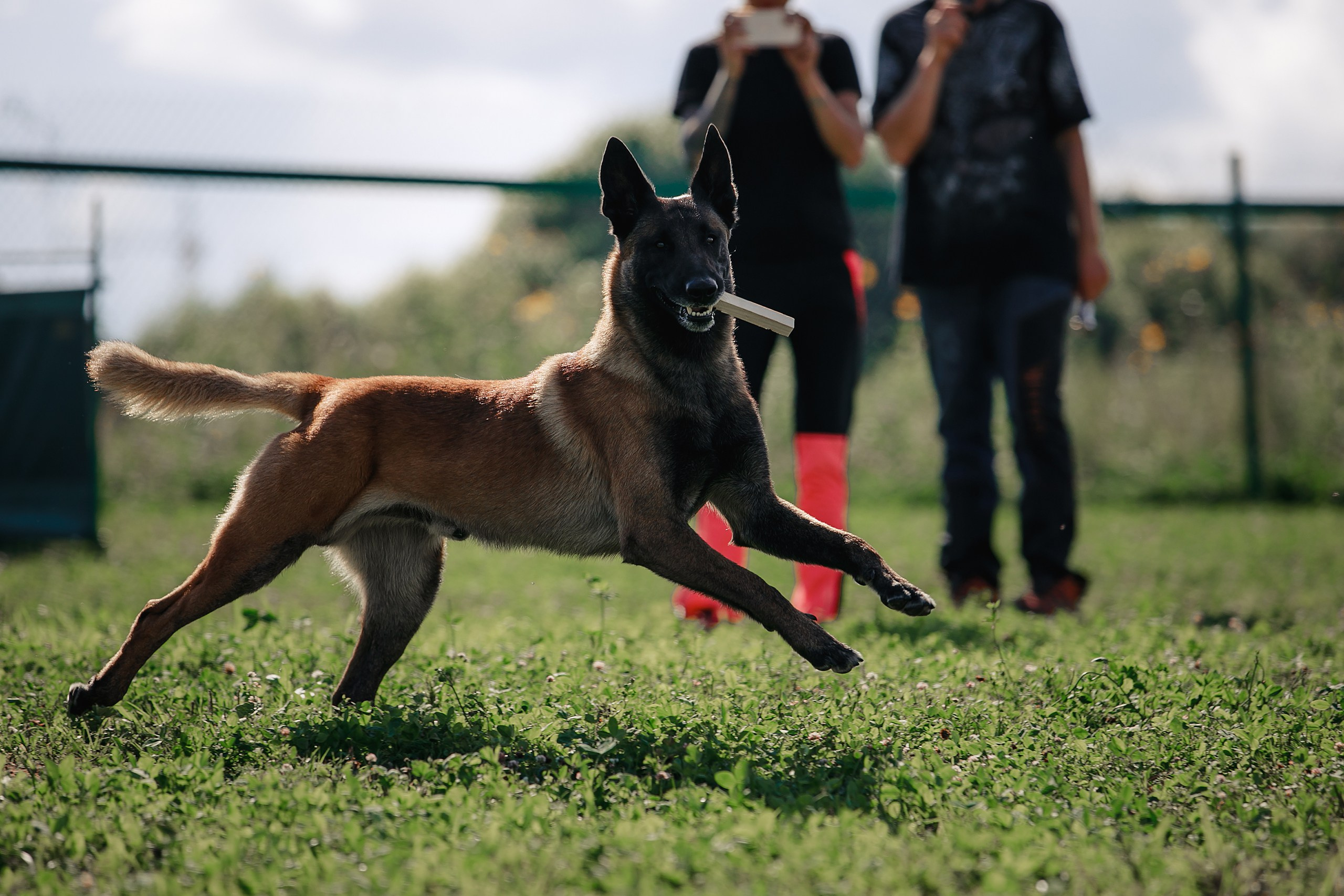 Мондьоринг М1, М2, М3, Вологда. Фотограф-анималист Mary Mart — Москва, Питер