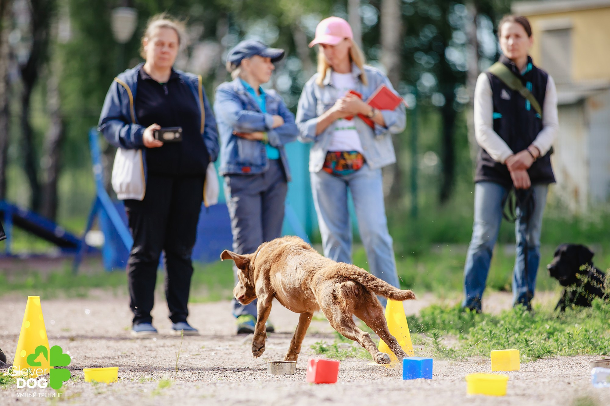 Семинар по поиску запаха с Иваном Ломовым, организатор CleverDog, СПб. Фотограф-анималист Mary Mart — Москва, Питер