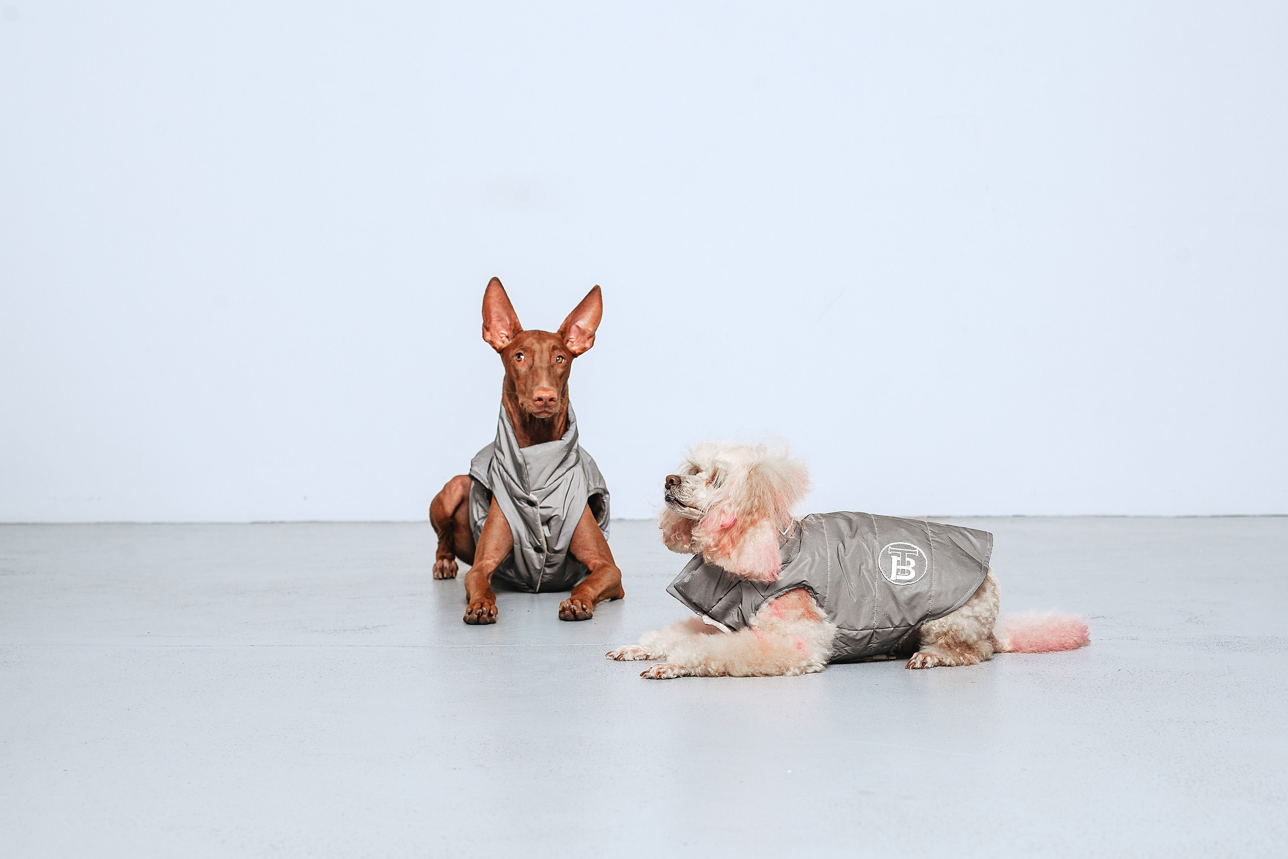 Съемка для бренда TEDDYBOY. Фотограф-анималист Татьяна Степанова