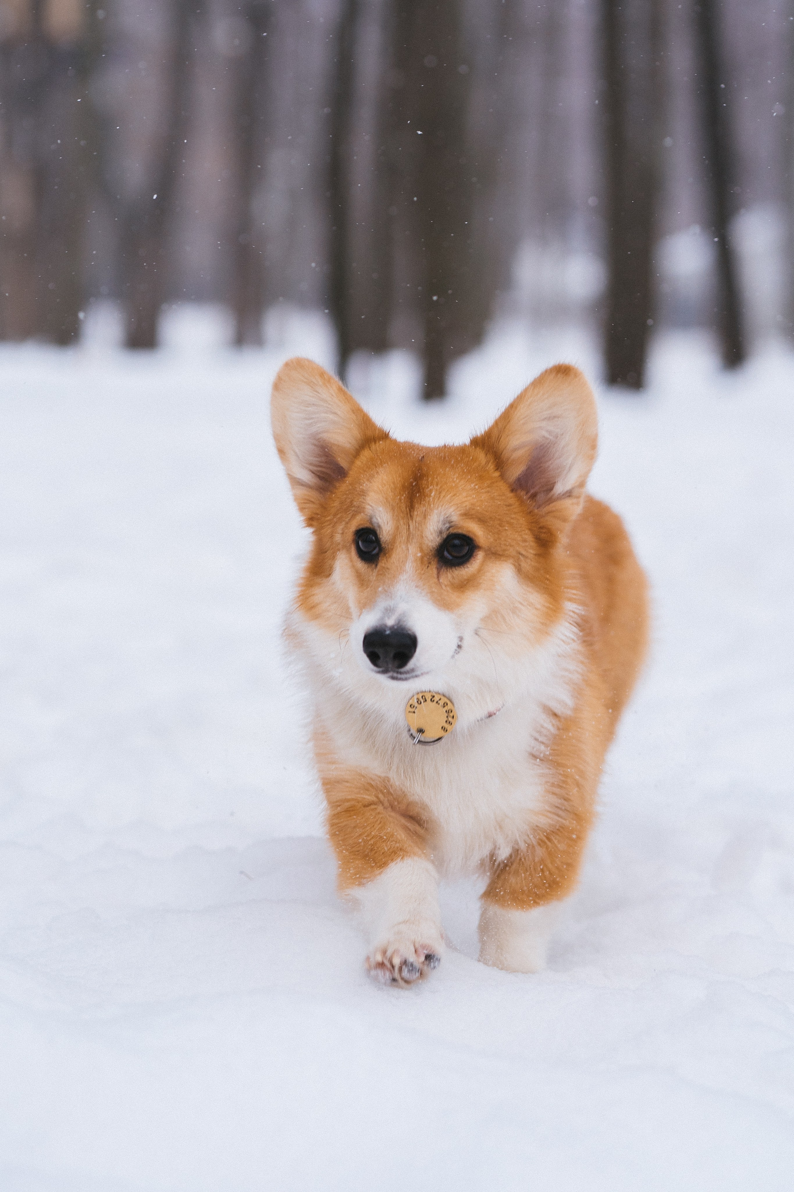 Агата и Лайк. Свадебный фотограф в Москве Анна Полушина