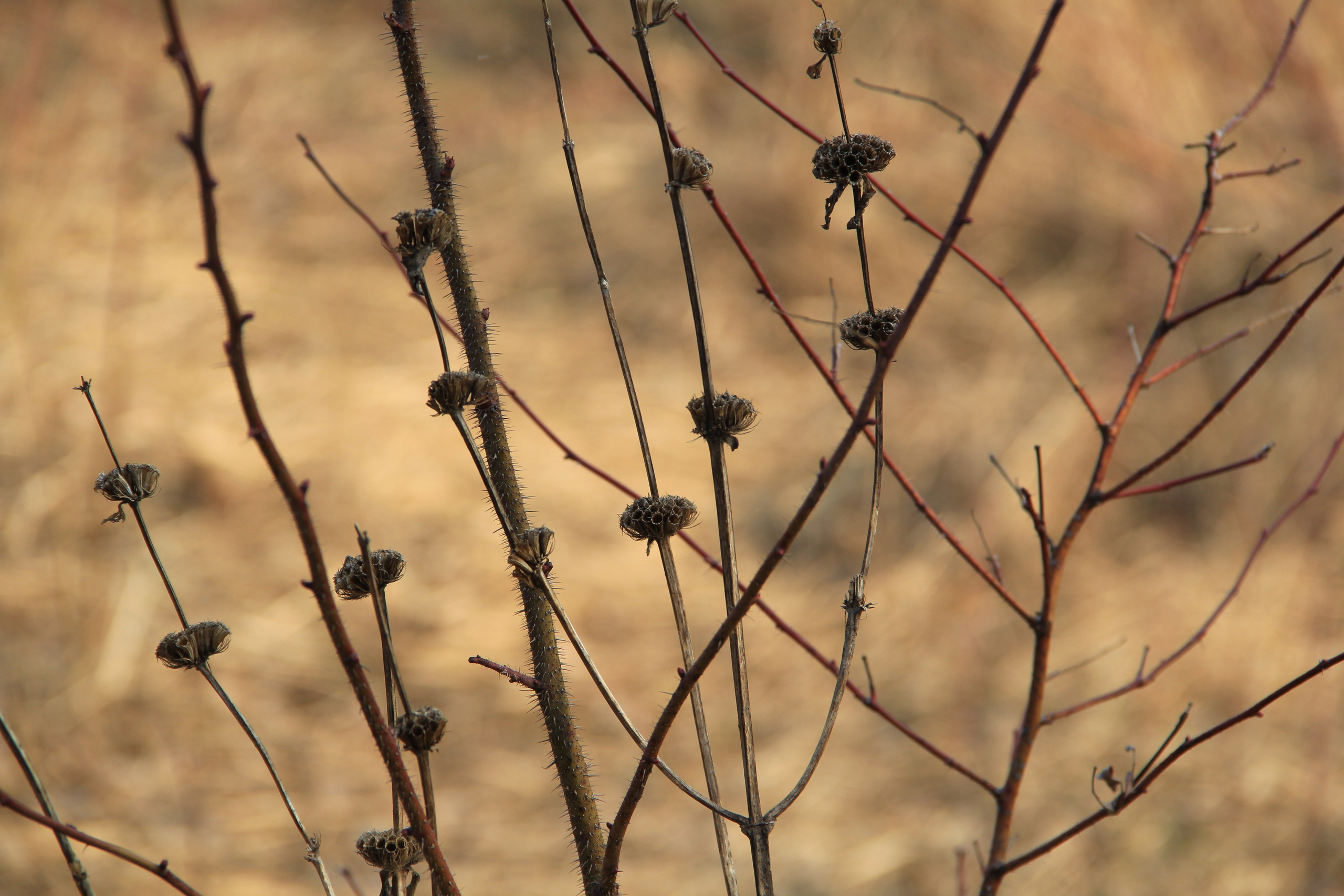 Пища для глаз. Ваш фотограф Северск | Томск