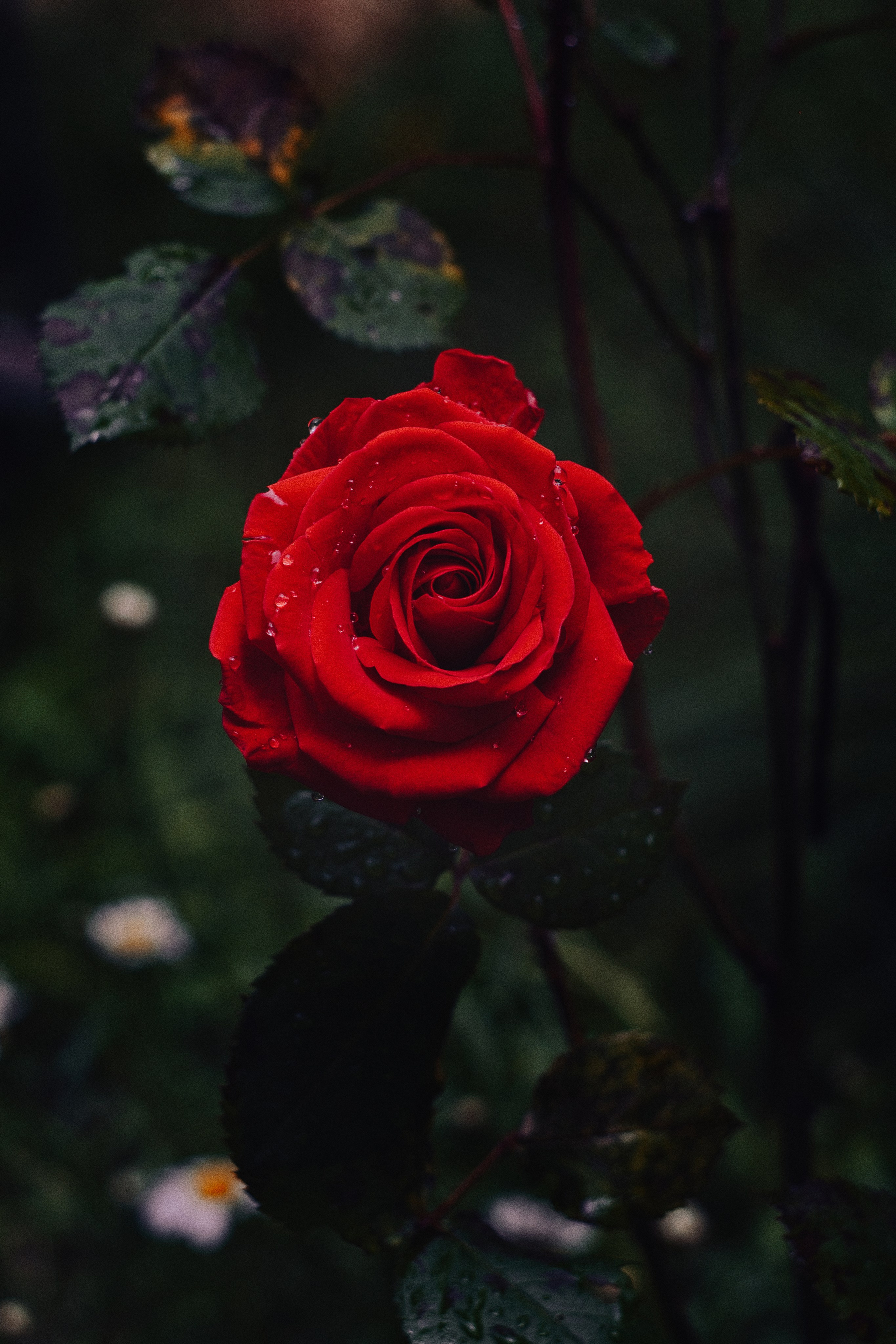 Фотограф в Москве Александр Иванов