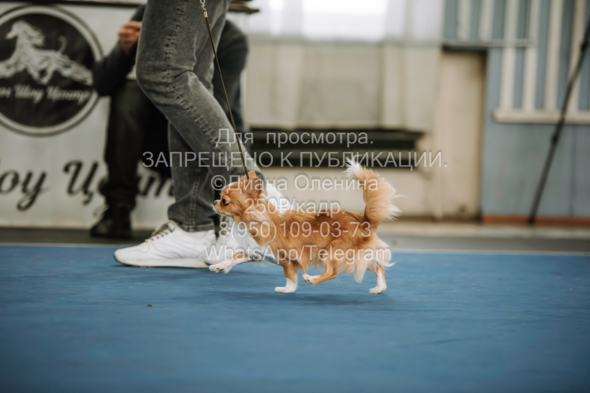 Выставка собак Красноярск 29.10.2023. Фотограф Диана Оленина Красноярск / Братск