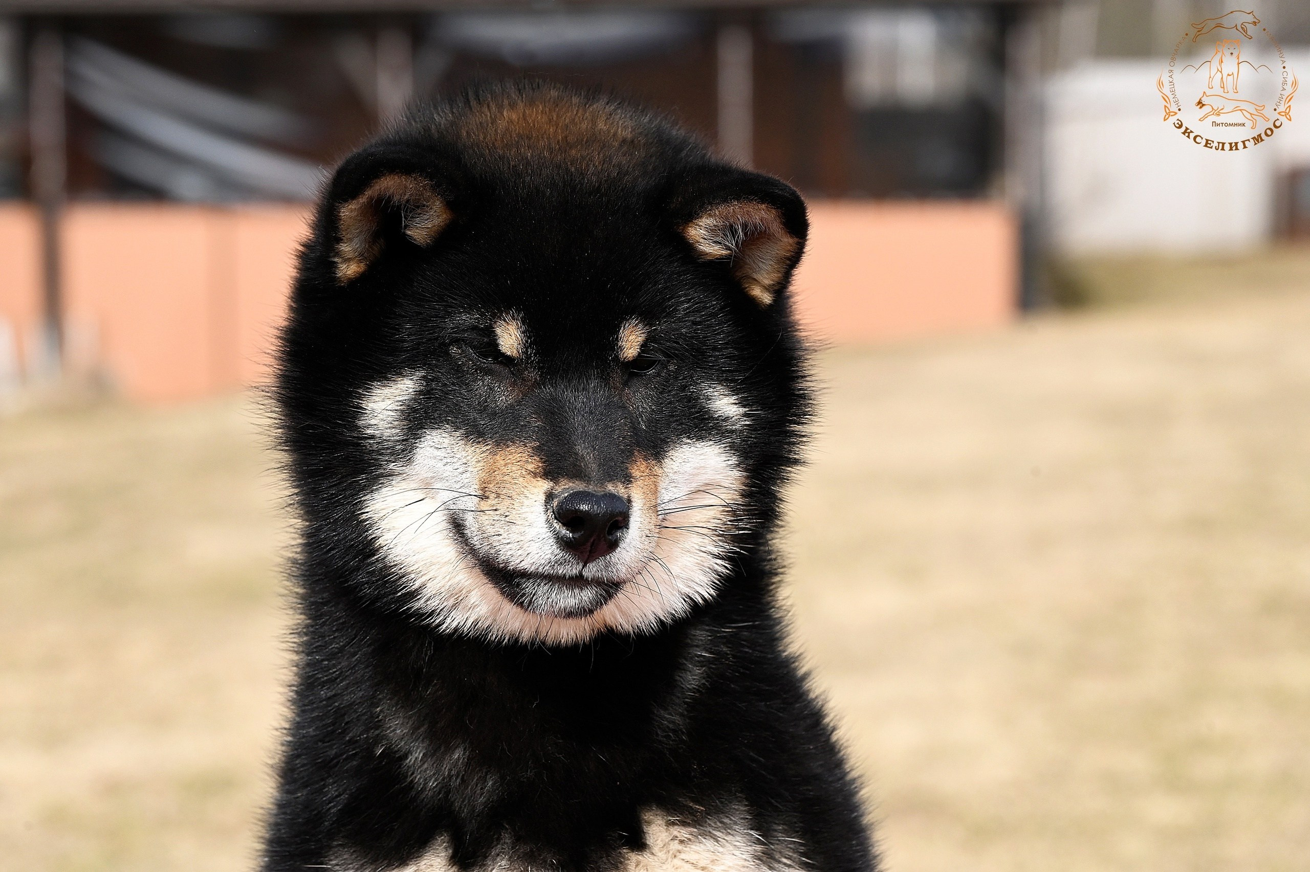 Тáту * Exceligmos Tatsu. Американская акита I Сиба ину I Питомник RUBYLIGHT