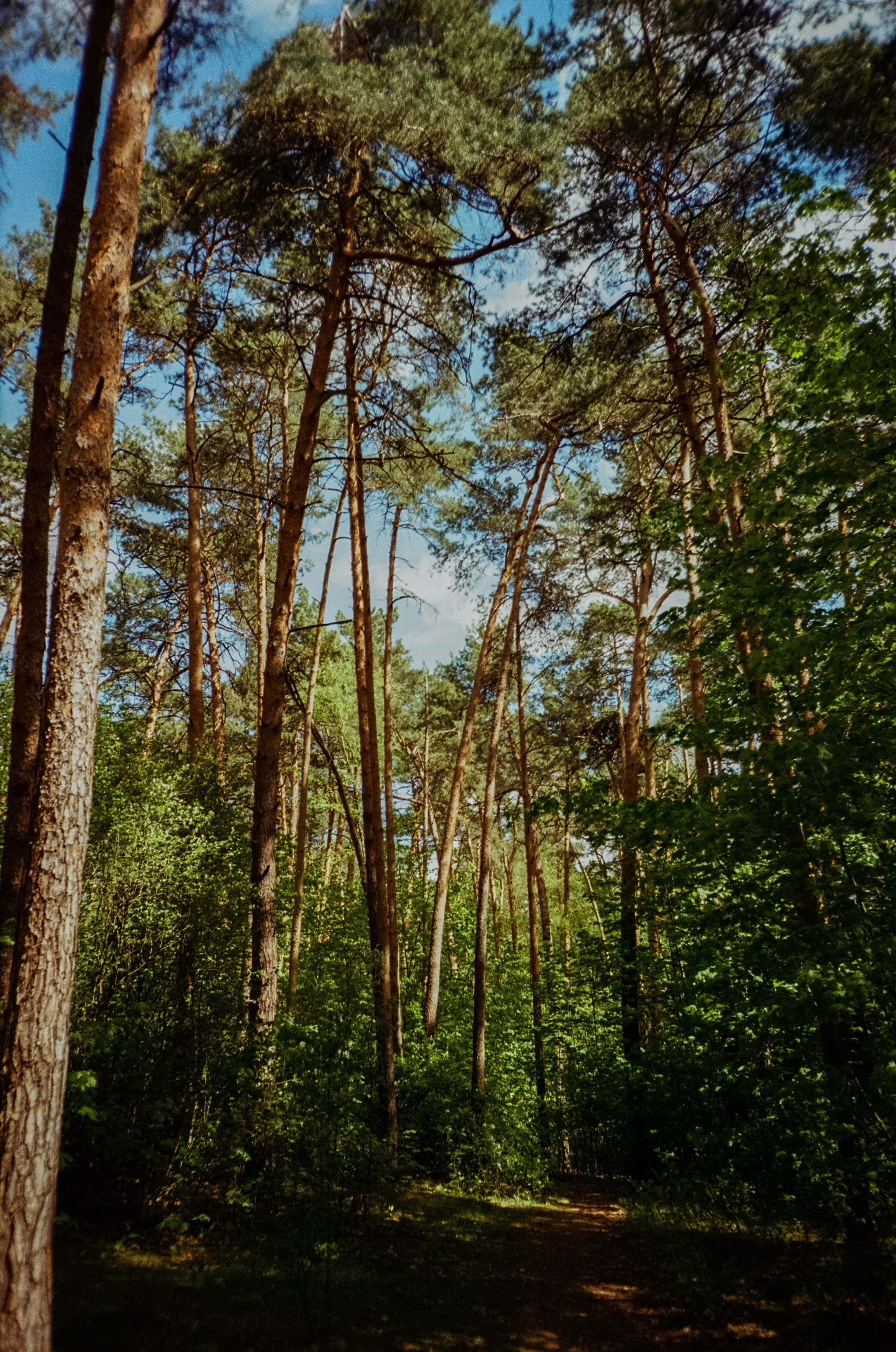 Ricoh R1 | Kodak ProImage 100 | 6 мая 2025 года СерБор