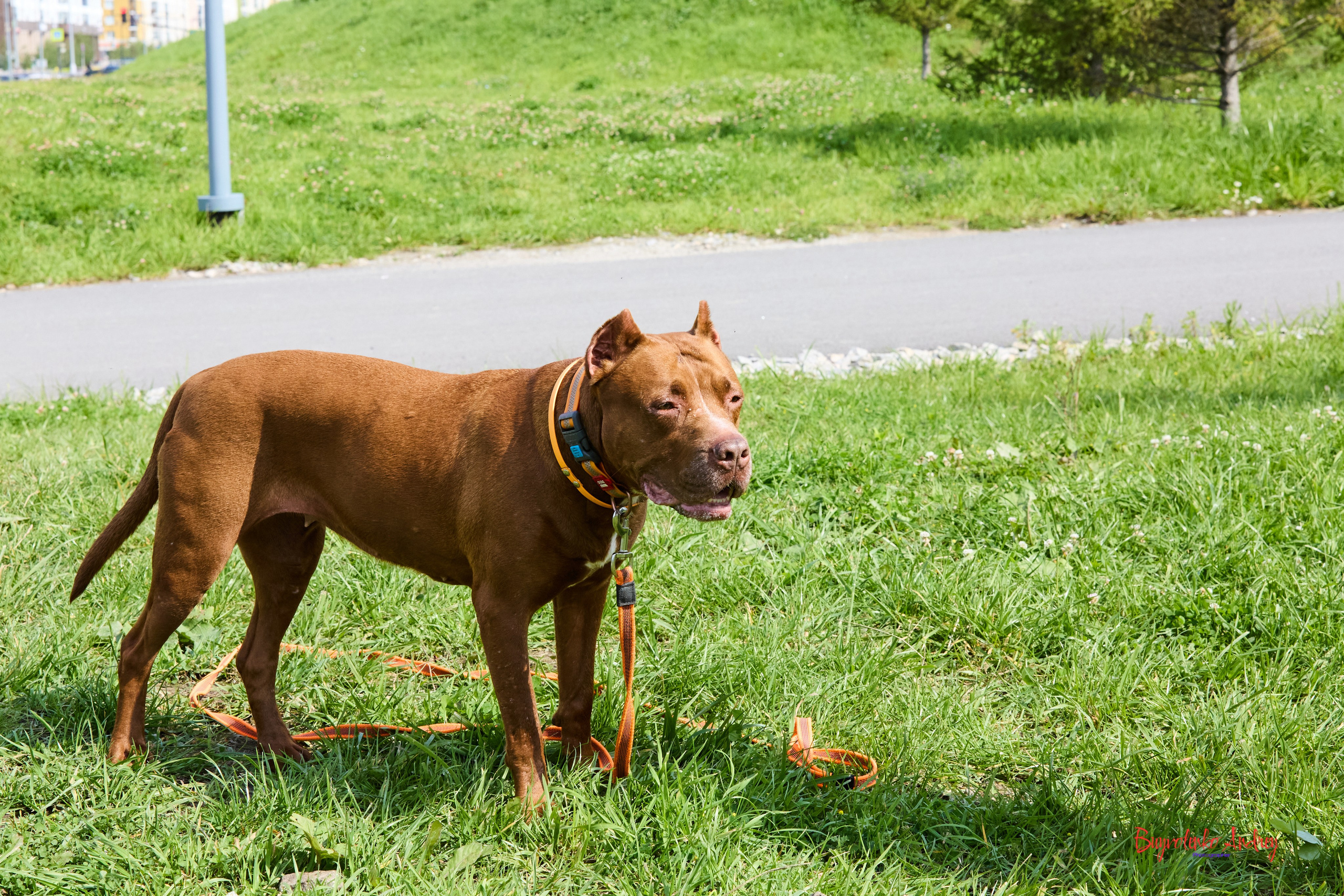 Проект фотопрогулка с хвостиком. Buyvolenko Andrey