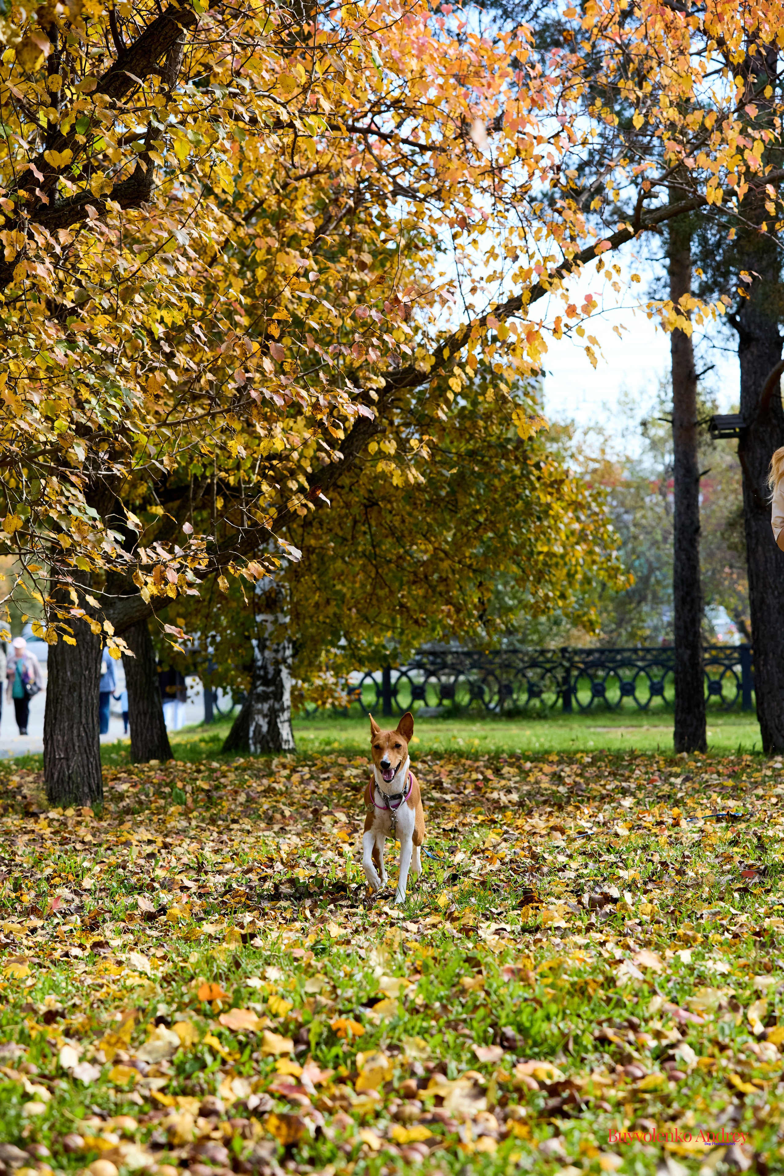 Басенджи и Аусси 21.09.2025. Buyvolenko Andrey