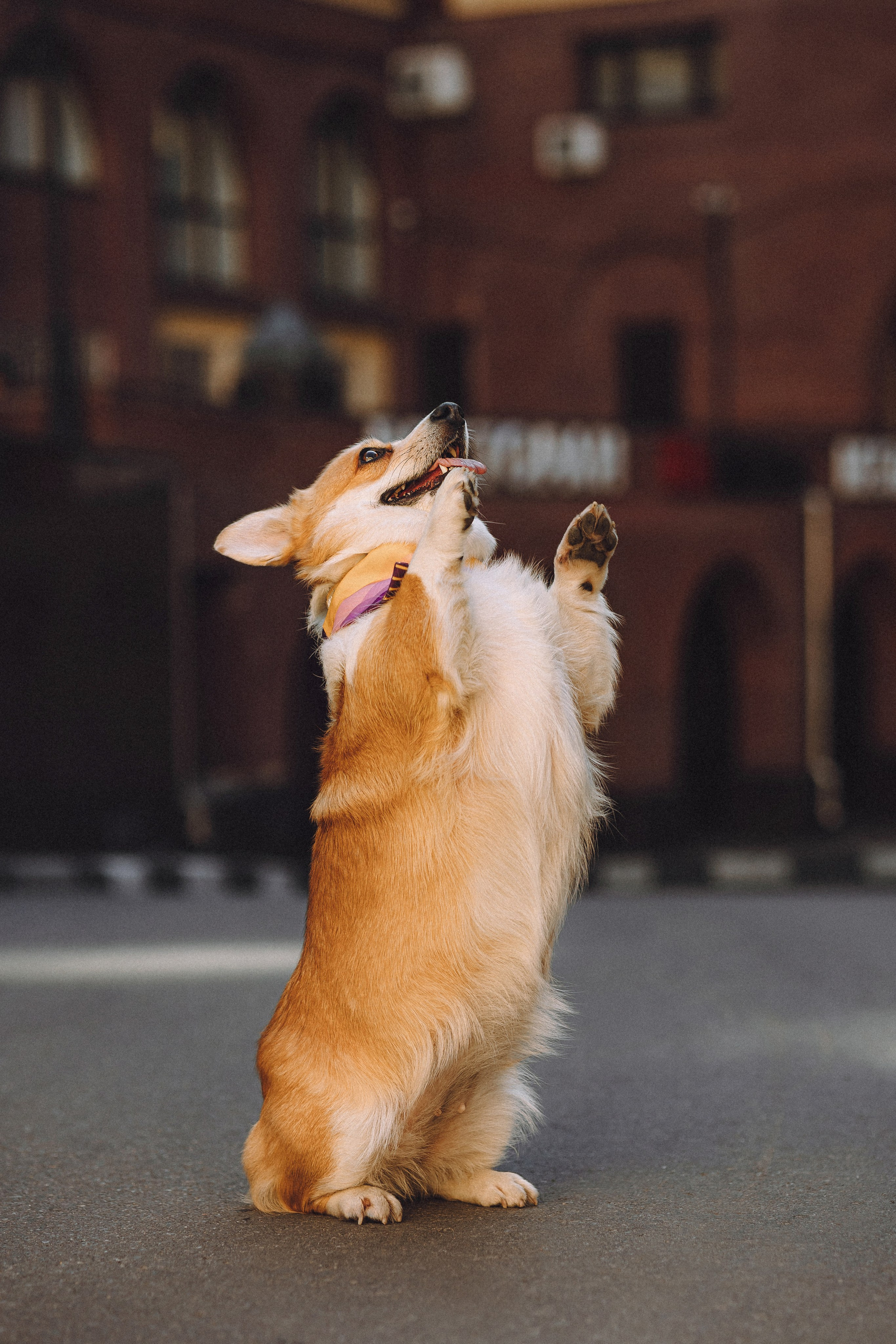 Вика и Мейзи