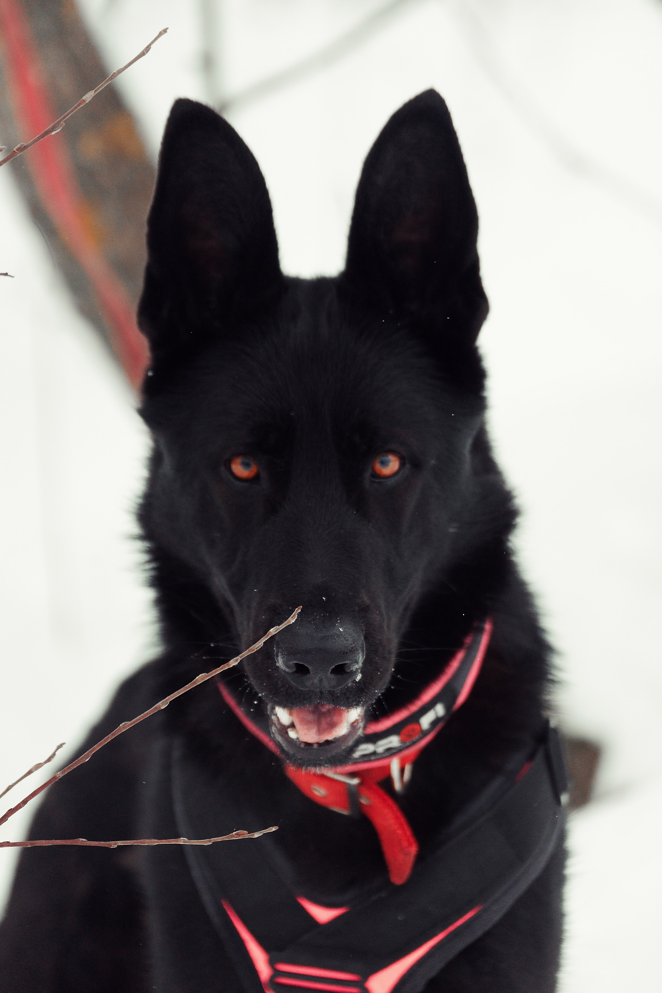 Репортажная съемка. Фотограф-анималист Нижний Новгород