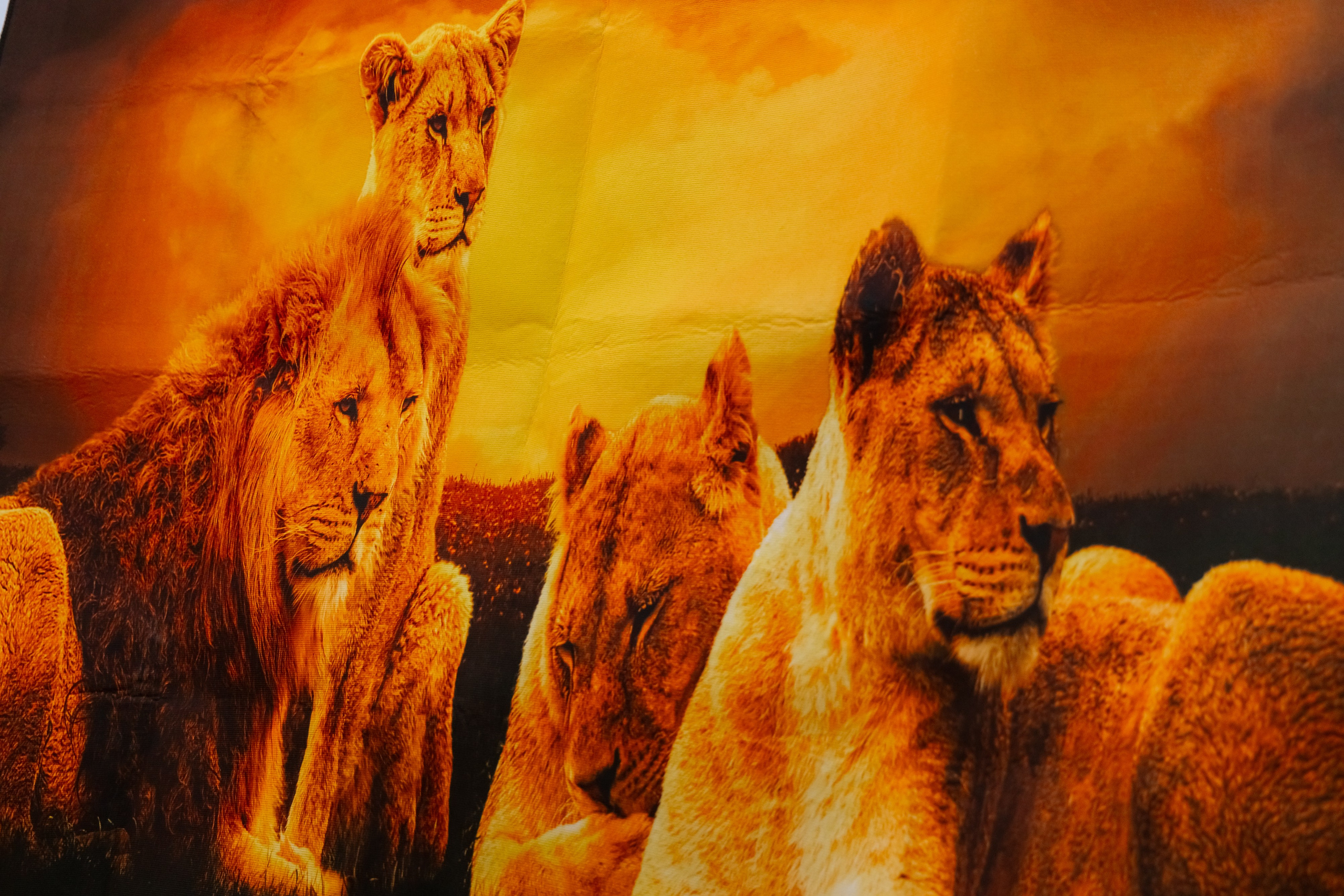 Фотосъемка делегации Посольства Зимбабве в Минске. Свадебный фотограф в Минске/Беларуси Сергей Спиридонов