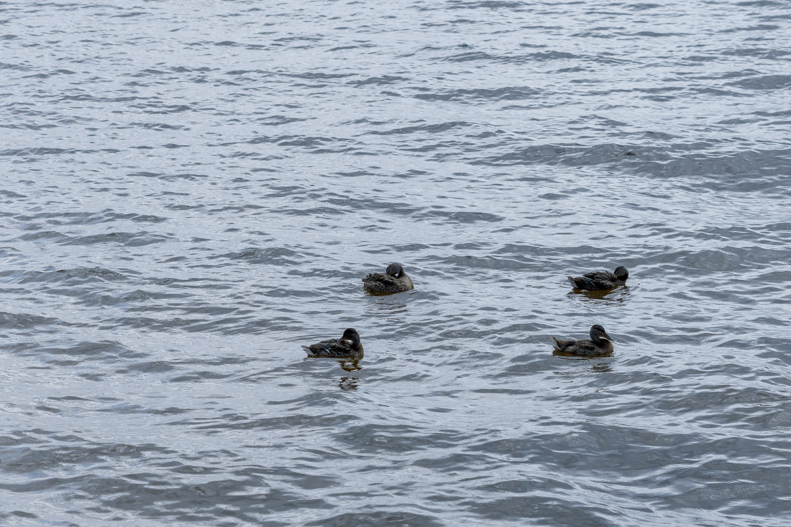 Wedding Д&Т. Свадебный фотограф в Москве