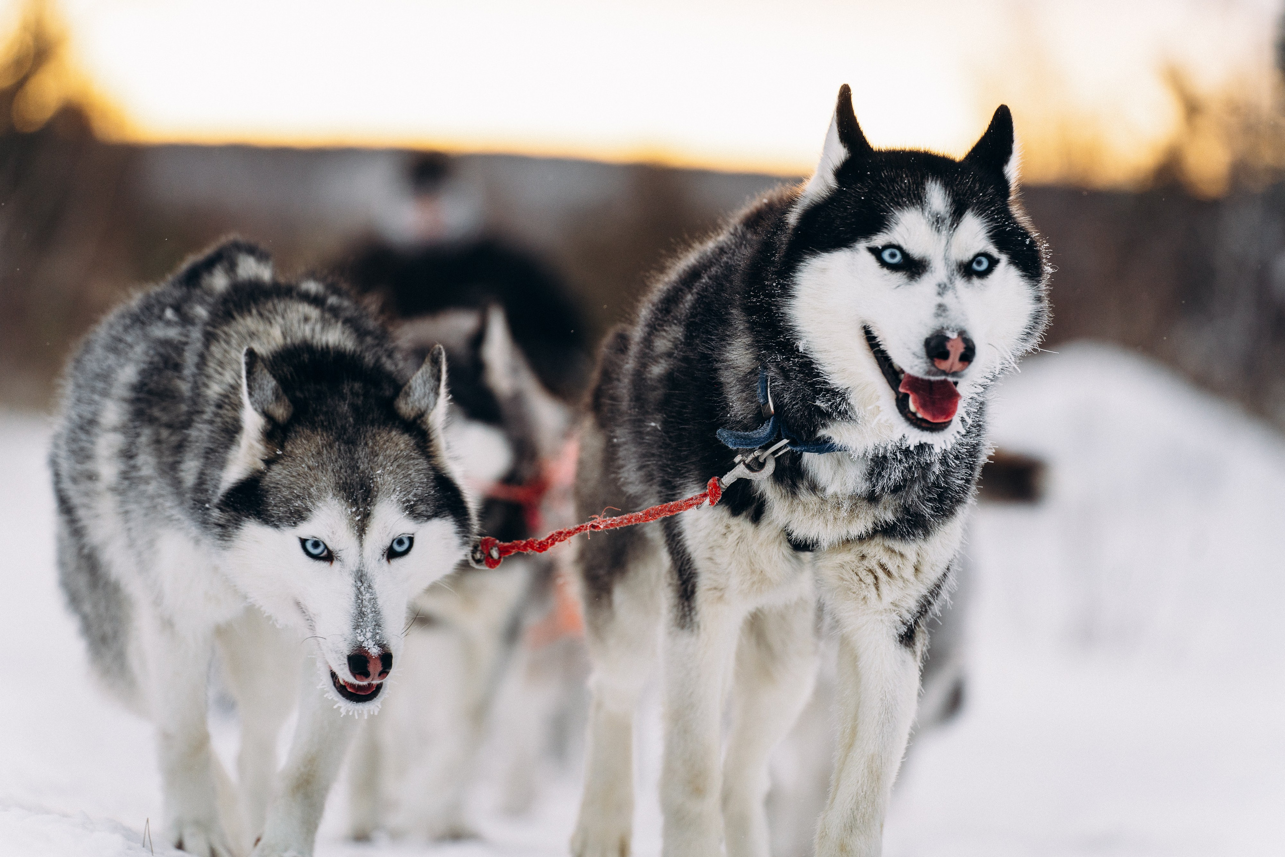 Animals. Николай Филиппов Event & Concert Photographer Москвf
