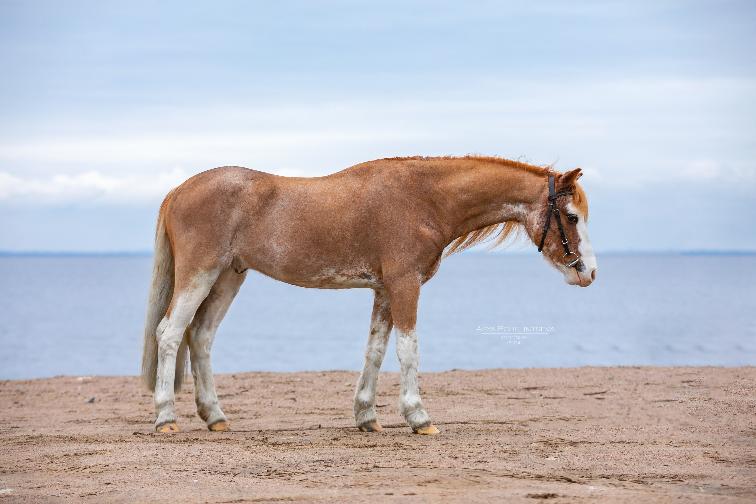 Гардарика. Ася Пчелинцева, фотограф в СПб и ЛО