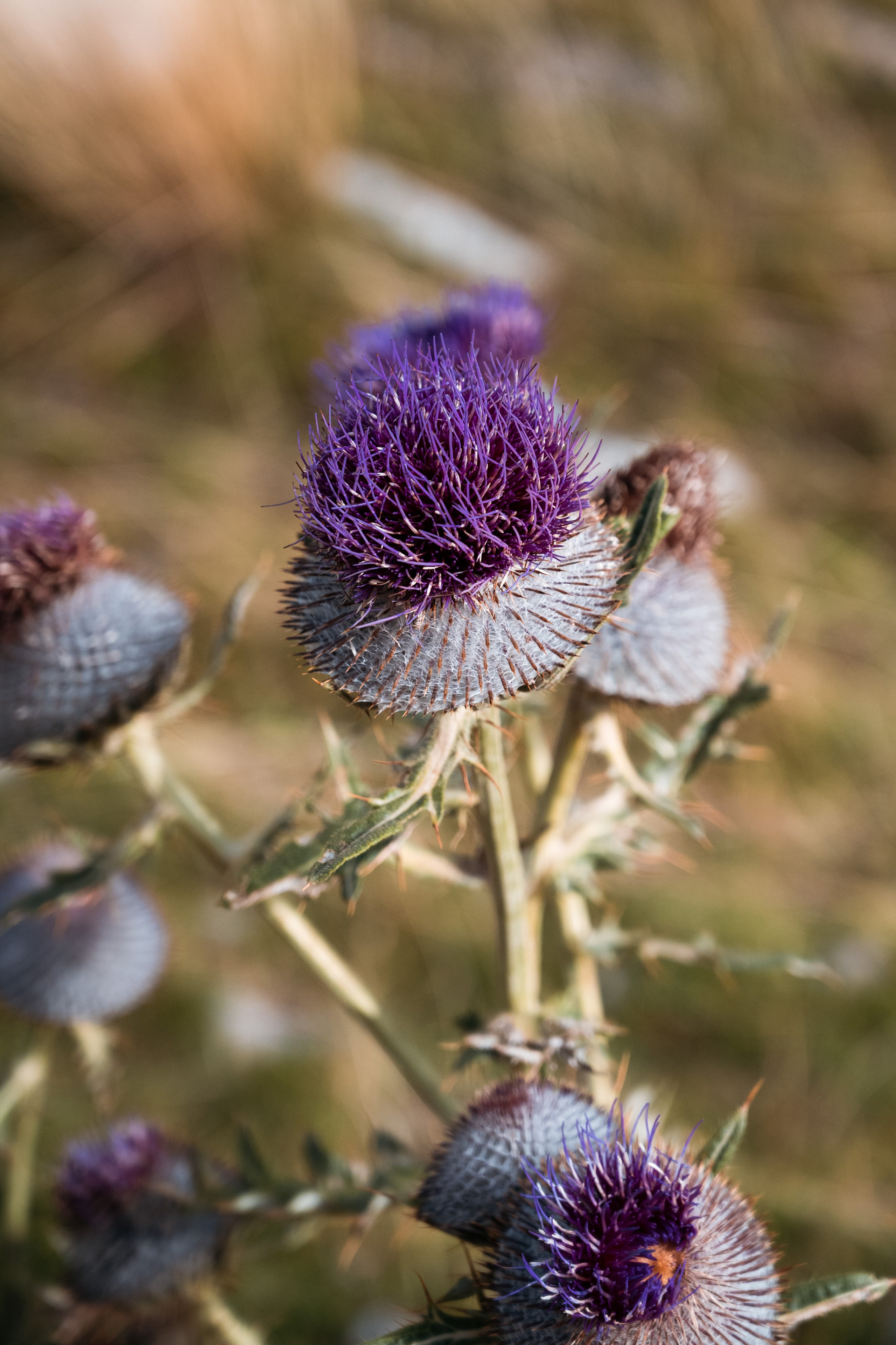 ПРУТАЖ. ЧЕРНОГОРИЯ. Фотограф в Белграде Чугреева Елена