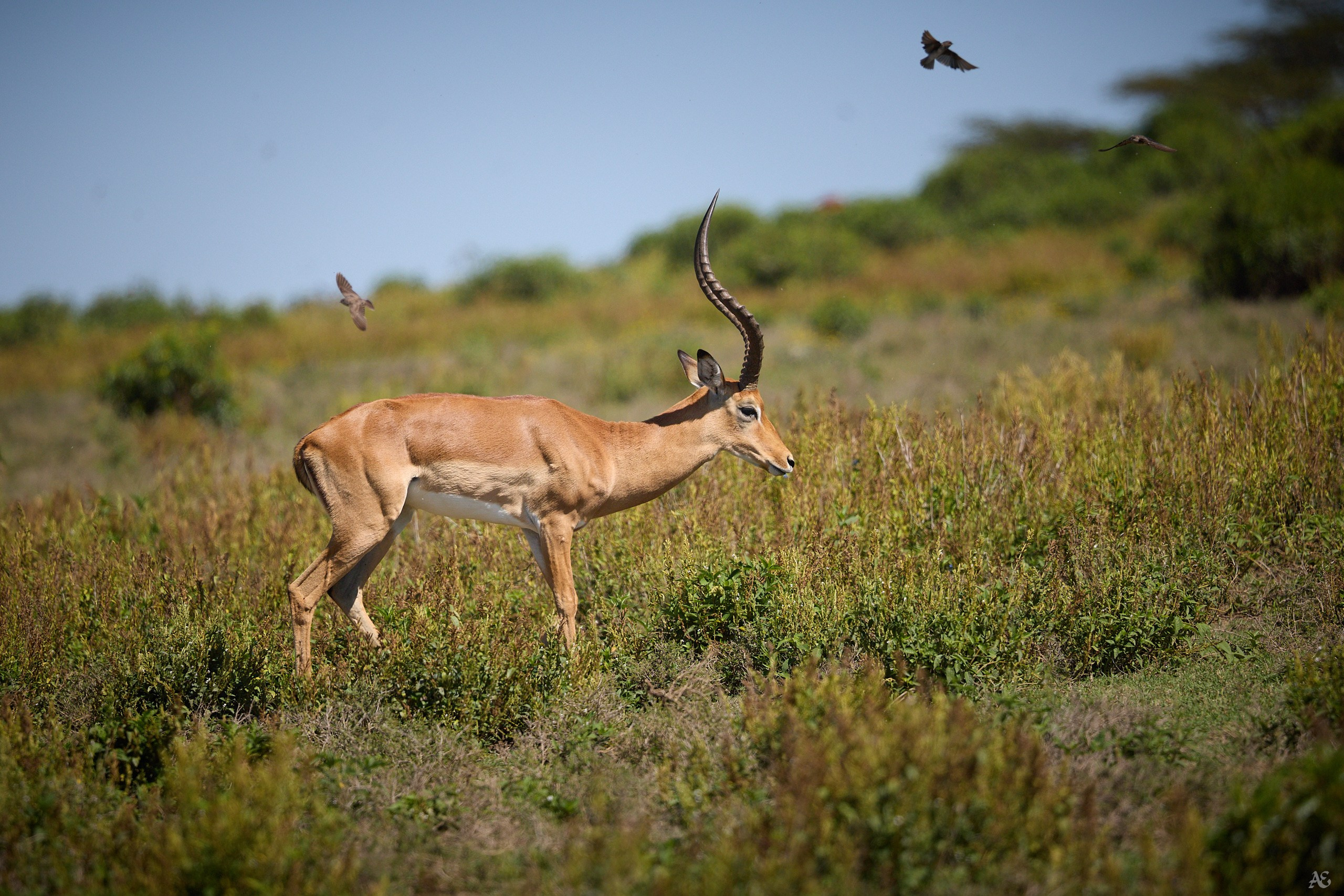 Антилопа импала