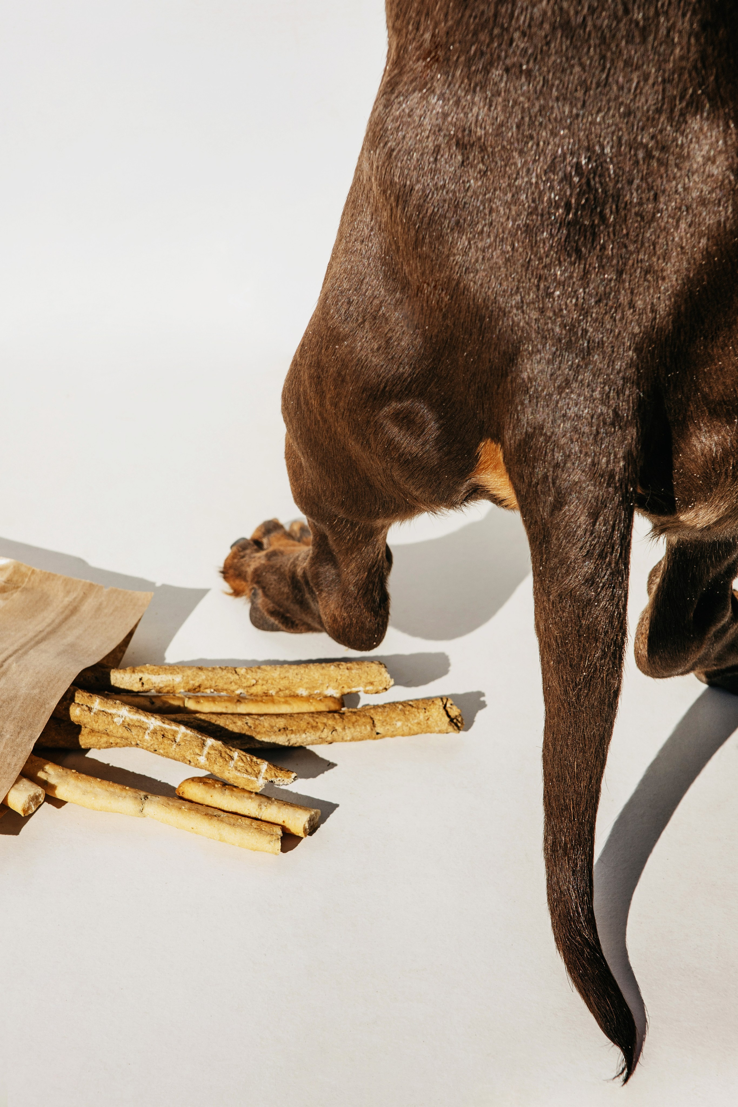 Super snack бренд O2Pets. Фотограф Ольга Мурзина