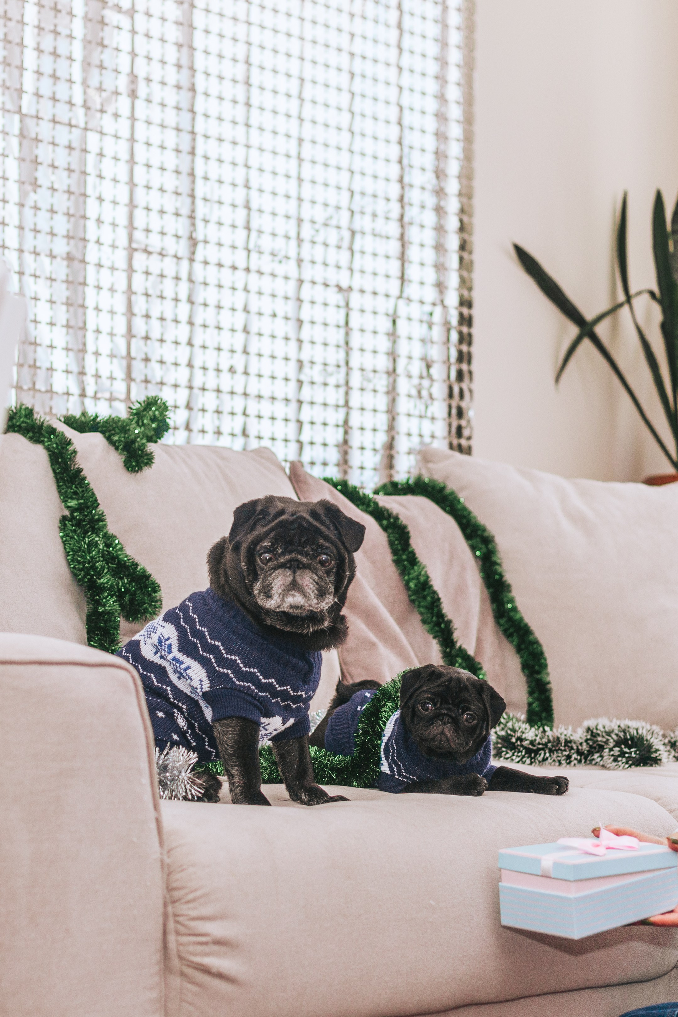 Домашняя фотосессия Оли и двух ее мопсов. Фотограф-анималист Татьяна Степанова