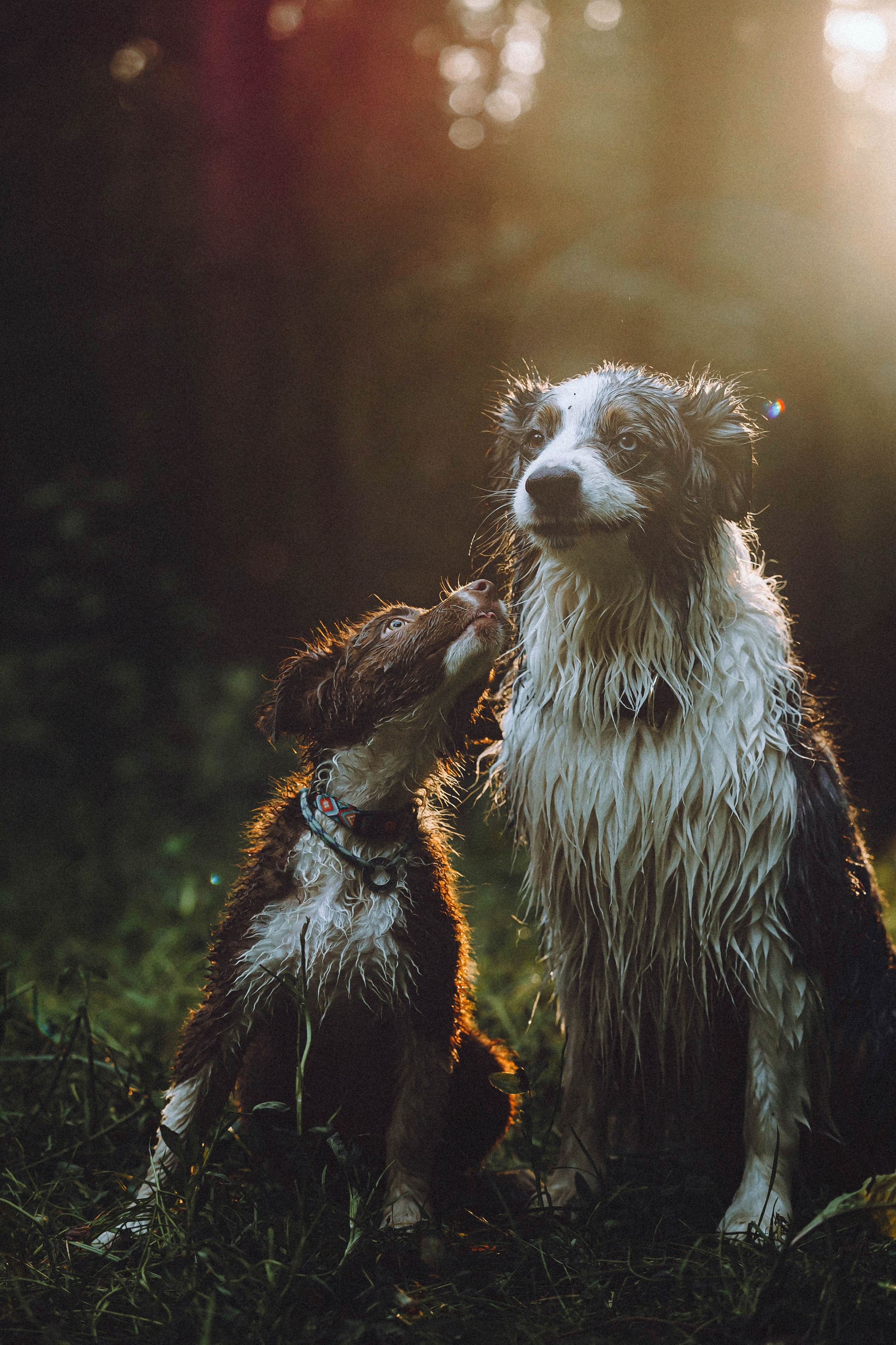 Лена, Принц и Фенек