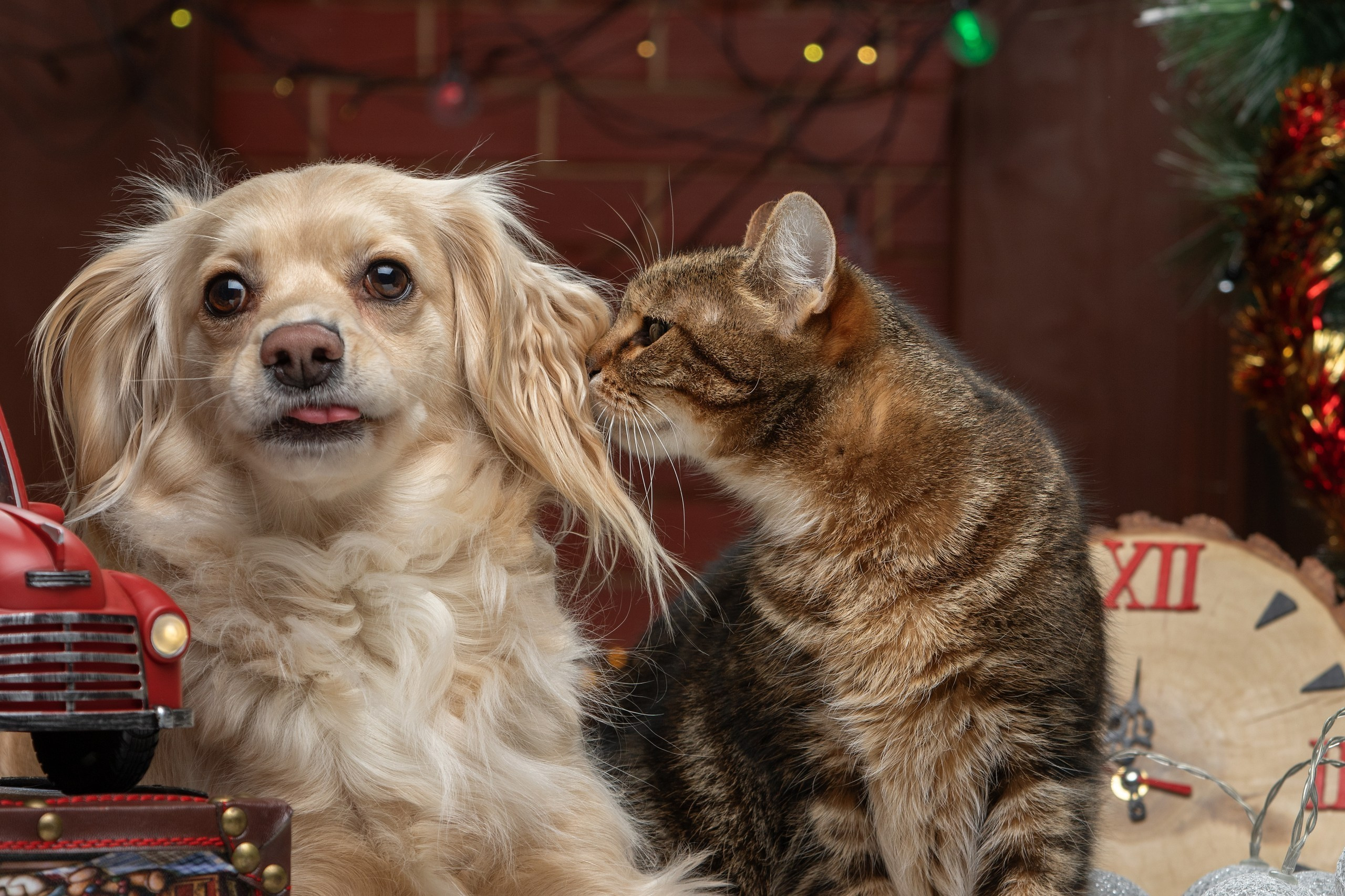 Отзывы. Фотограф-анималист Юлия Зубкова