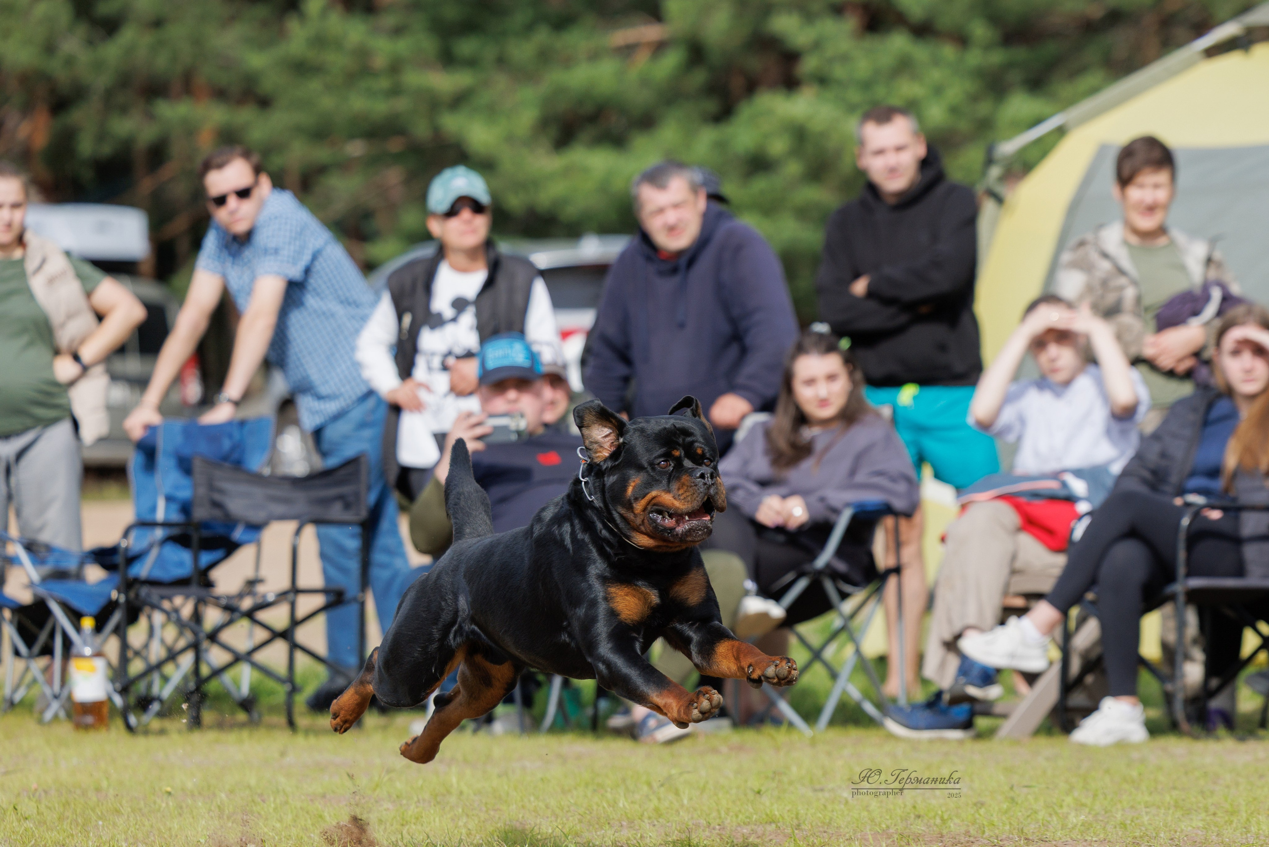 Тверь ротвейлеры 5-6.07.2025. Фотограф-анималист Юлия Германика