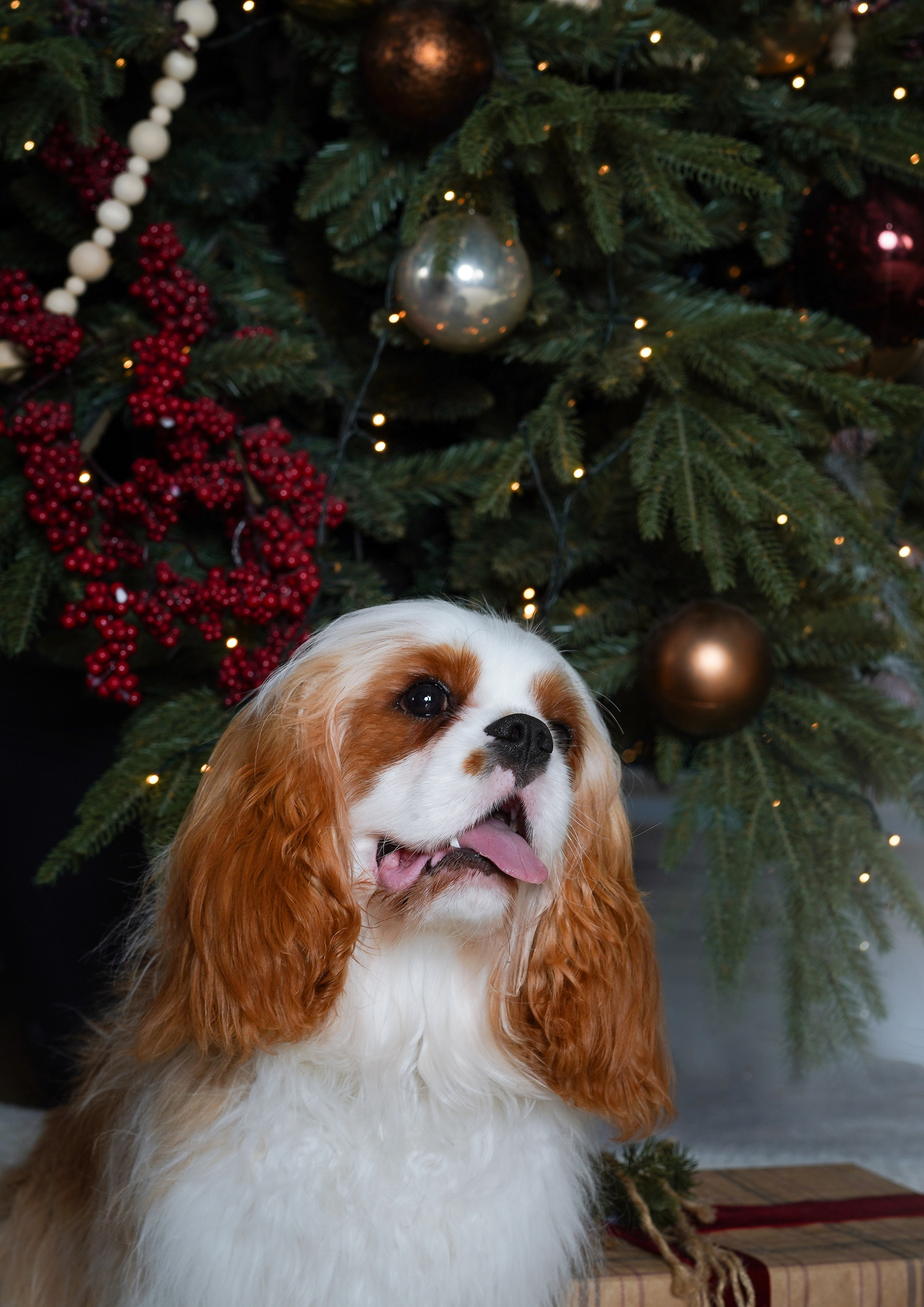 Катя и кавалерчики. Фотограф-анималист в Санкт-Петербурге Яна Мартынова