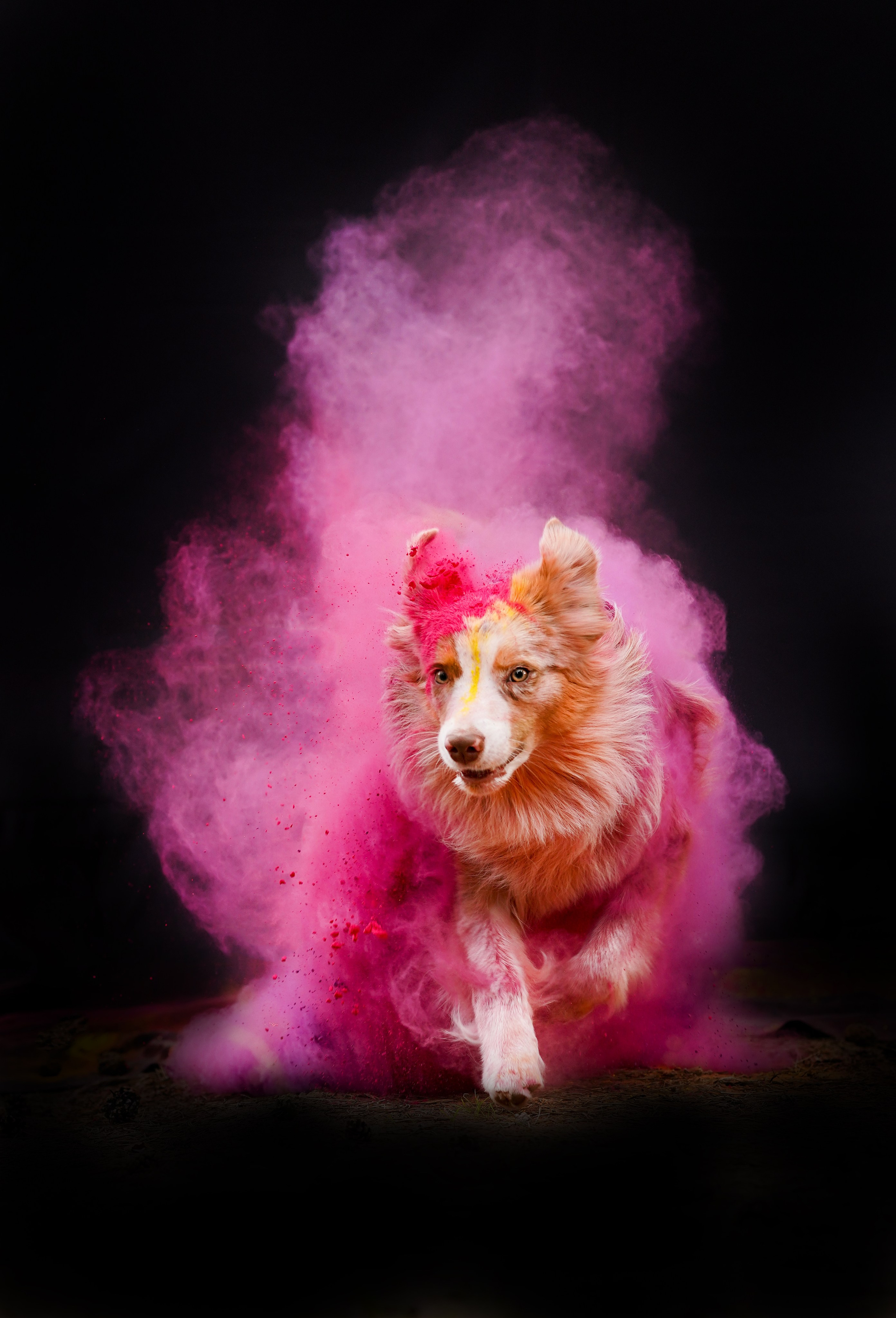 Панда и краски Холи. Фотограф-анималист в Санкт-Петербурге Яна Мартынова