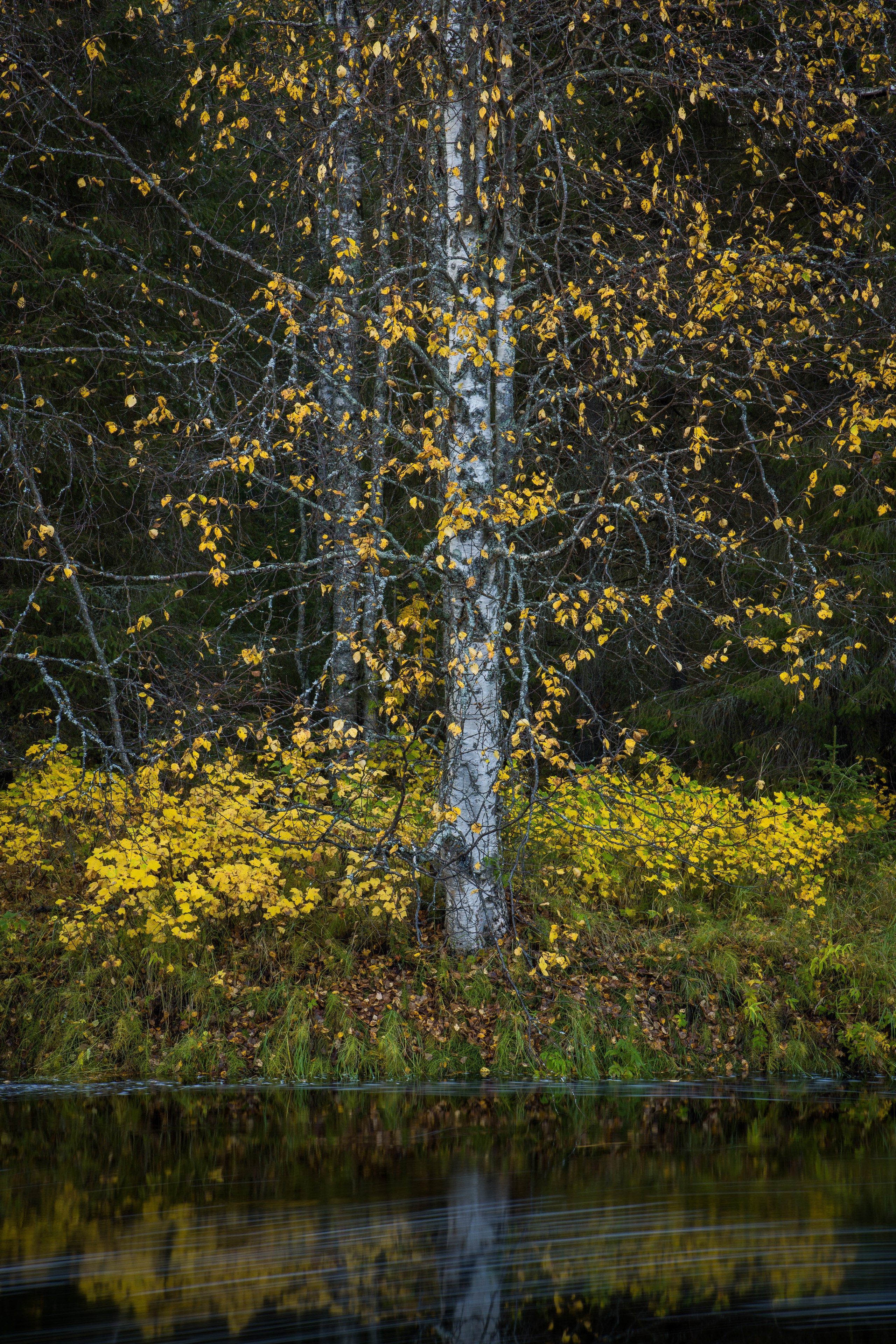 Осень. Северные Ночи