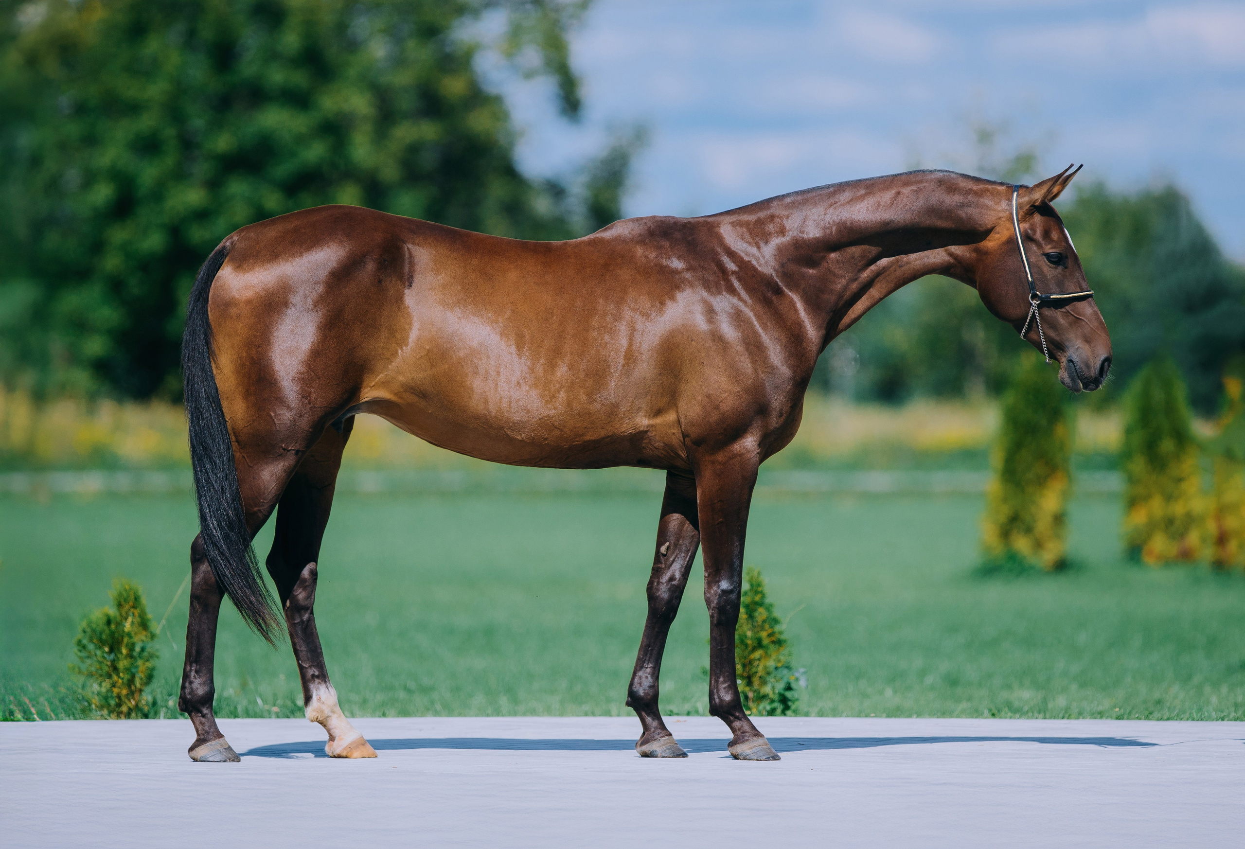 Экстерьеры. Фотограф-анималист Ксендзова Кристина