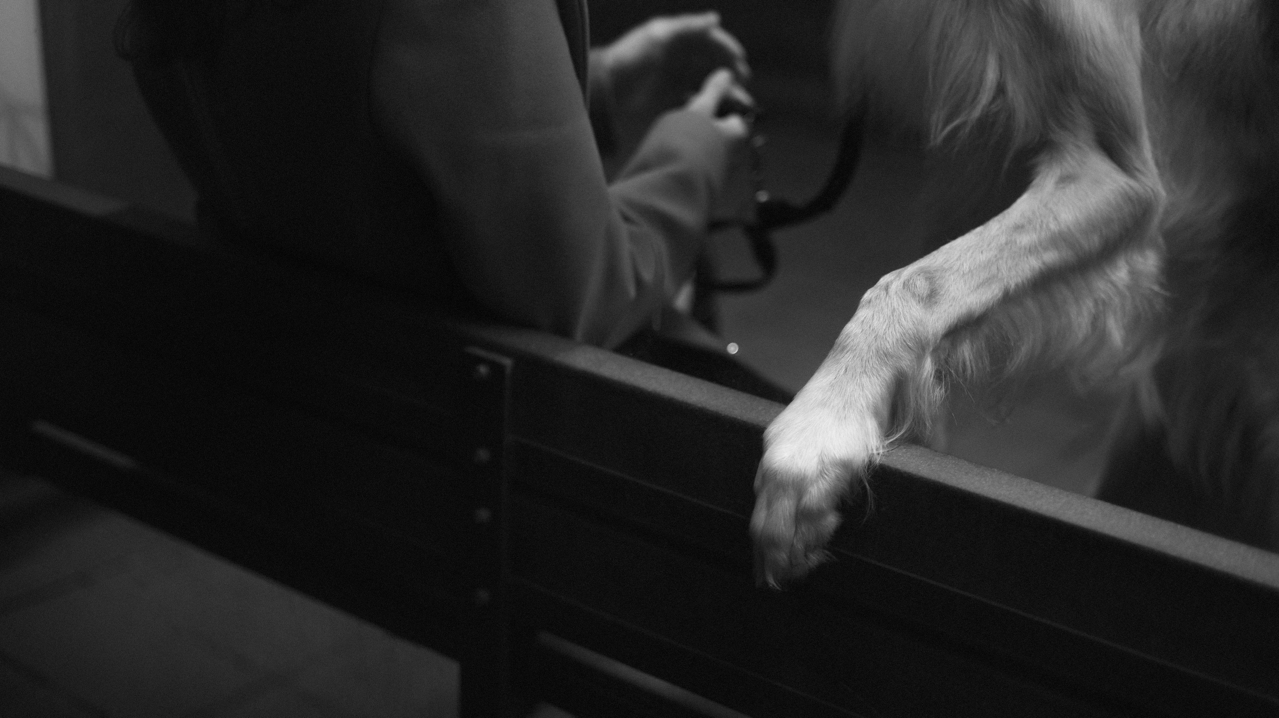 Алёна и Леви. Фотограф-анималист Богданова Полина