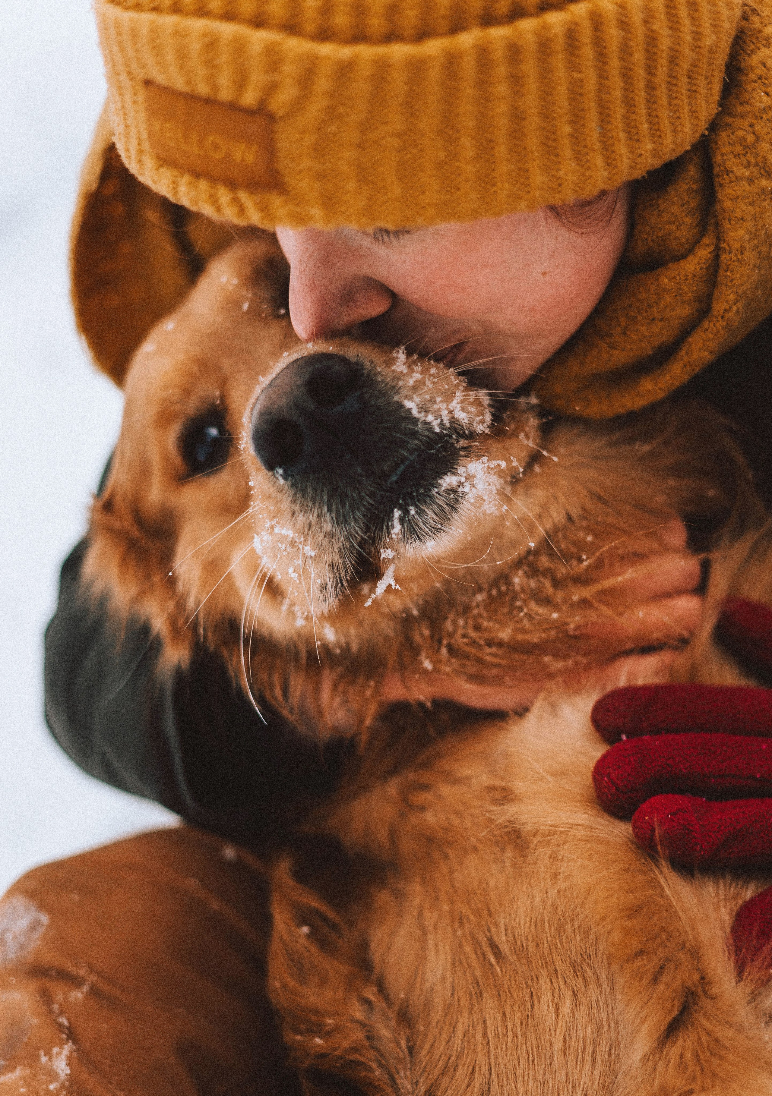Саша, Юля, Грэй и Джой. Фотограф-анималист Богданова Полина