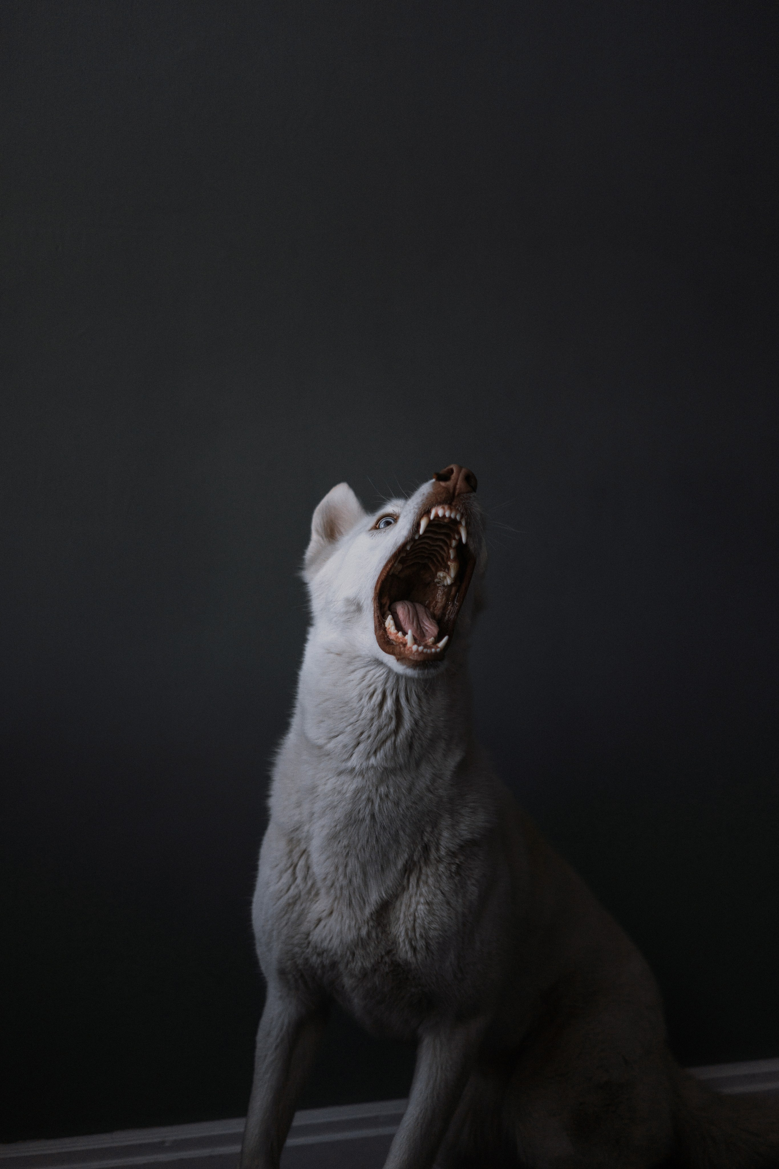 Аня, Дэймон и Грэй. Фотограф-анималист Богданова Полина