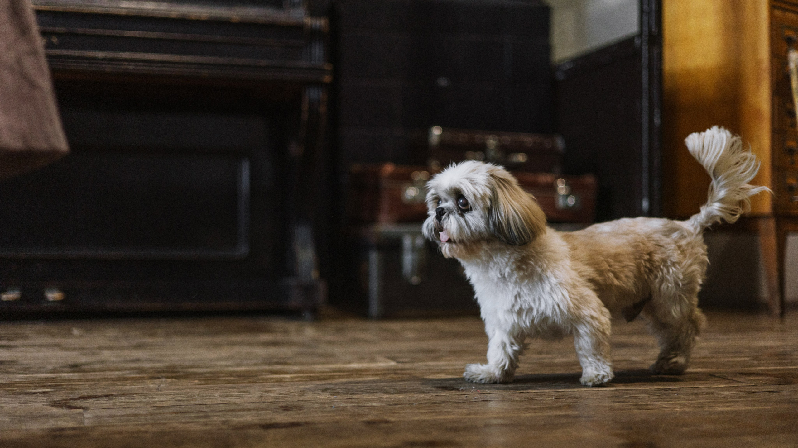 Ирина и Винни. Фотограф-анималист Богданова Полина