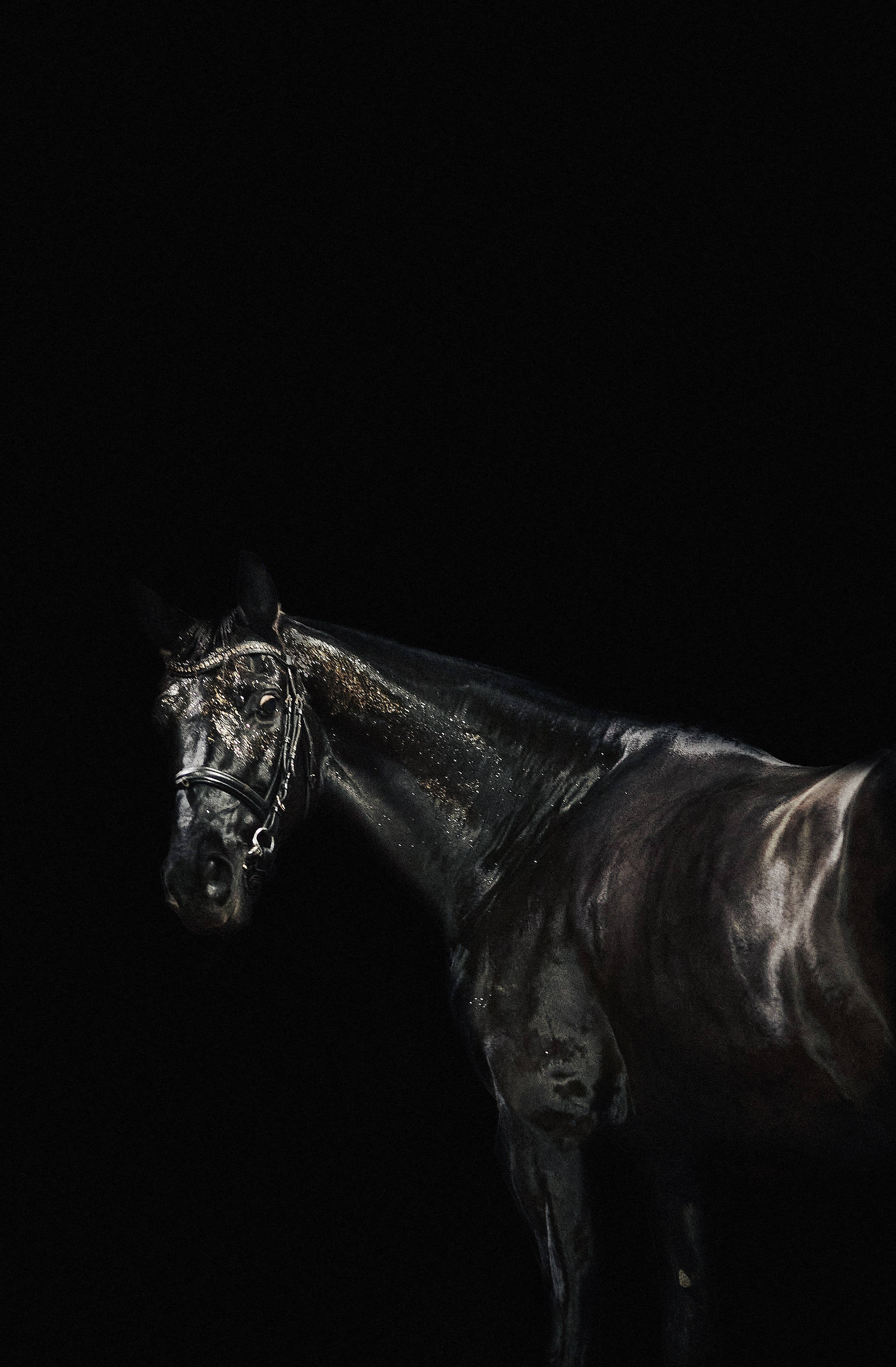 Кобыла Прима Вера, рвп, КСК «Звёздный». Фотосессии с лошадьми в Москве, Новосибирске