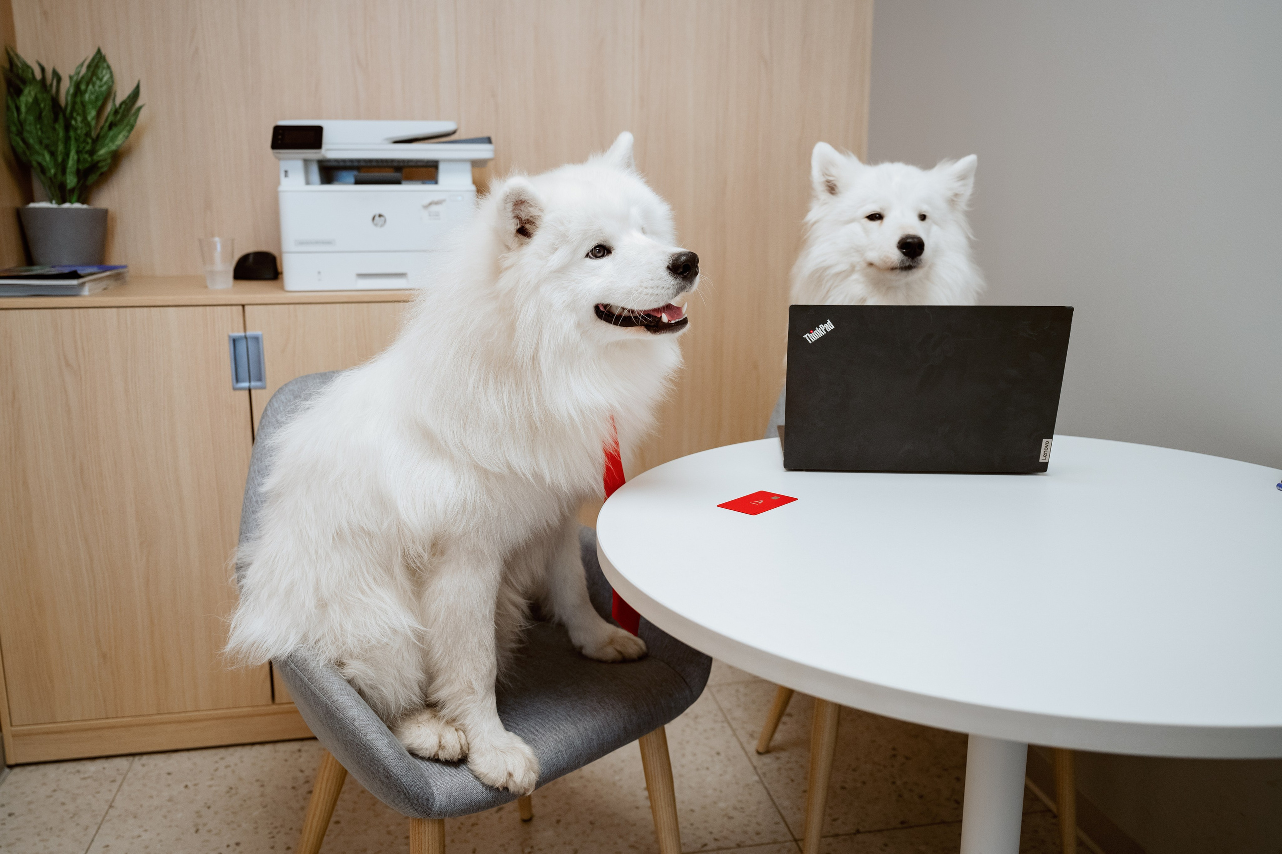 Альфа банк Карла Маркса 5. Фотограф Кристина Тумаева. Самоед Новосибирск