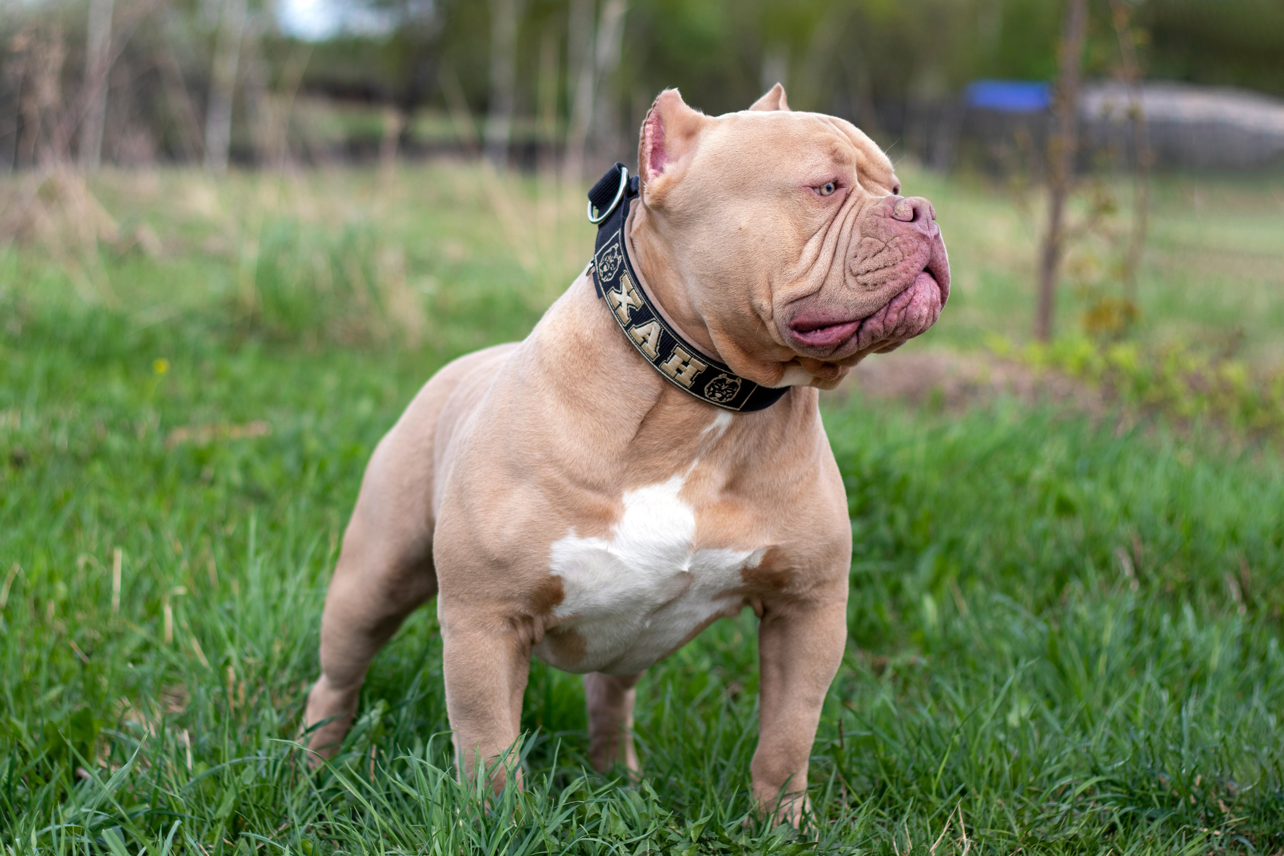 Собаки. Фотограф в Вязьме