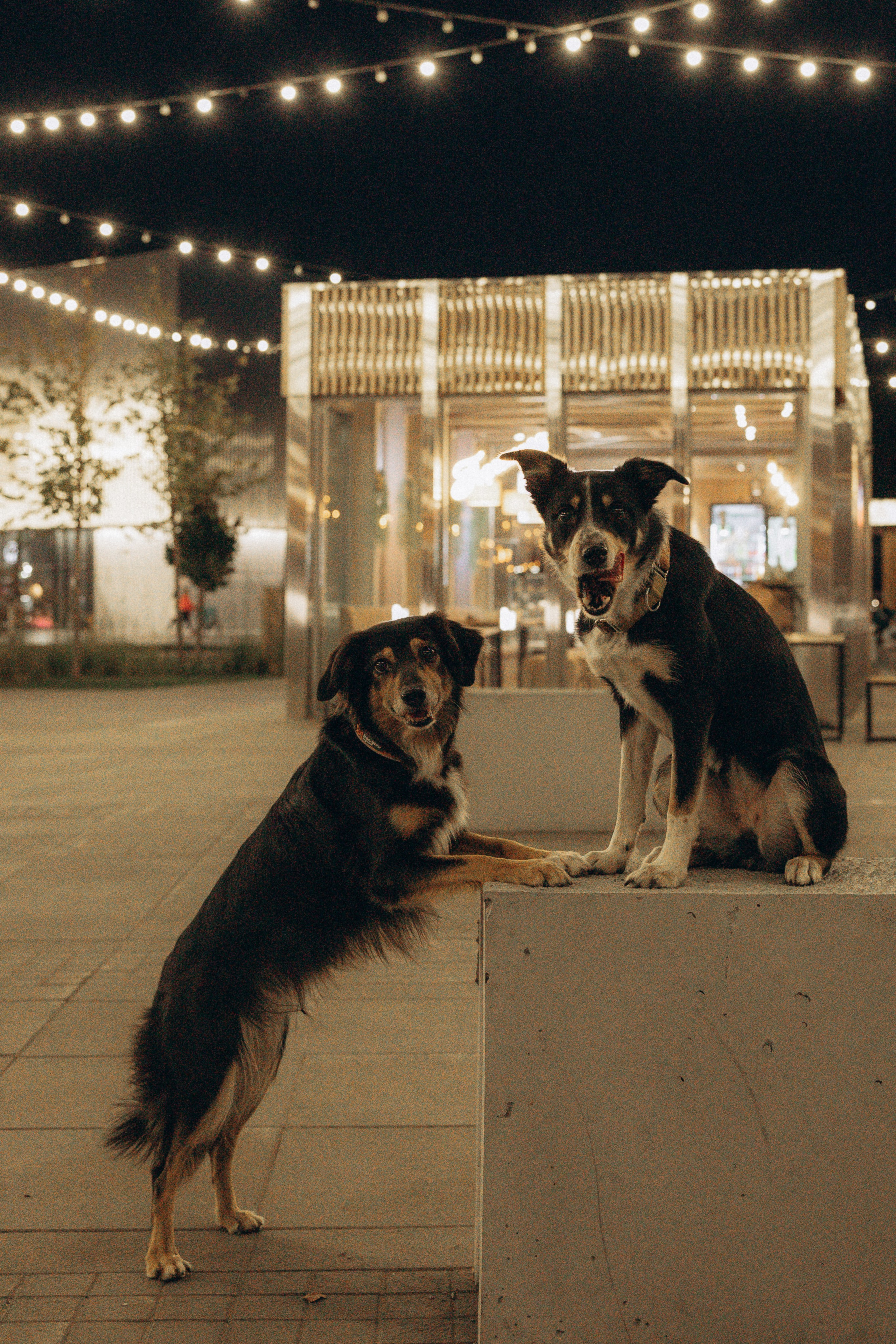 Алла и ее компания. Фотограф анималист в Казани Алина Сулейманова. Фотограф животных