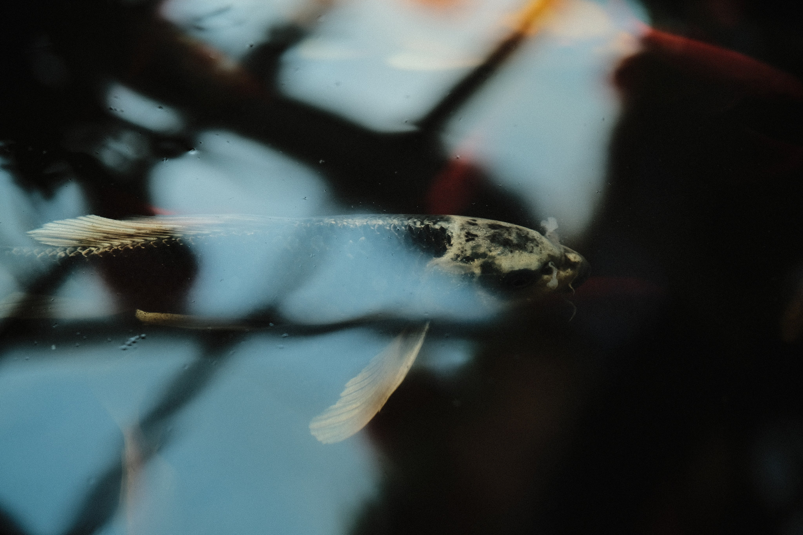 Аптекарский огород. Фотограф-любитель из Кирова Андрей Погребняк