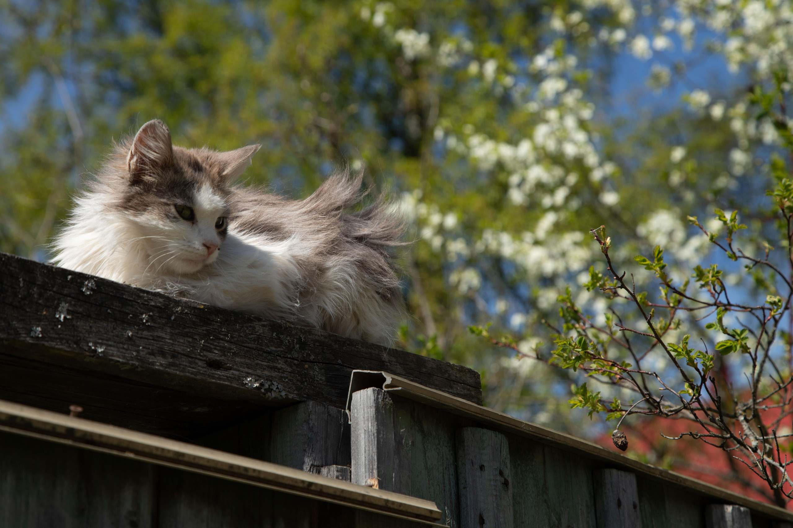 Blooming beauty. Home